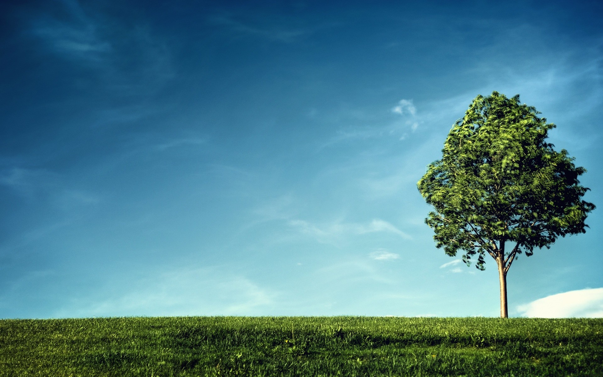 sommer natur landschaft baum himmel im freien landschaft gras des ländlichen raumes sonne gutes wetter feld holz blatt idylle horizont licht