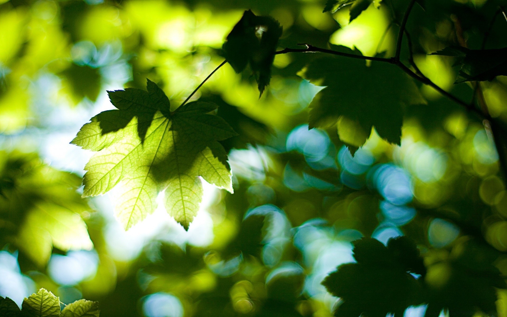 summer leaf nature flora growth sun fair weather bright lush garden tree branch color light fall wood blur outdoors