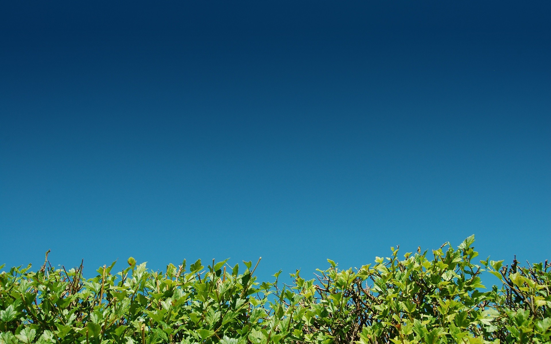 verano naturaleza hoja cielo árbol al aire libre sol flora crecimiento espacio campo buen tiempo hierba jardín rural flor