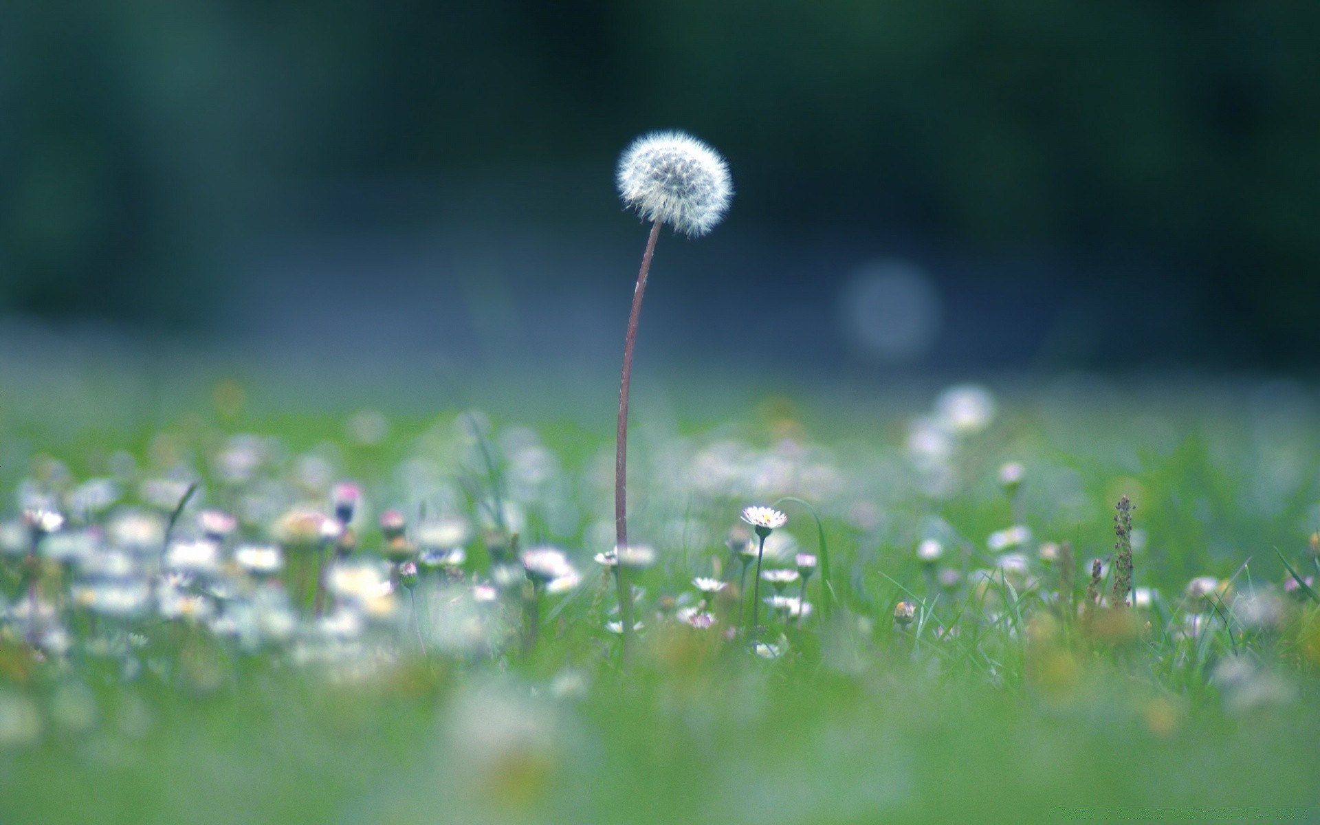 summer grass hayfield nature growth dandelion field flower flora outdoors lawn leaf blur sun fair weather environment grassland rural garden