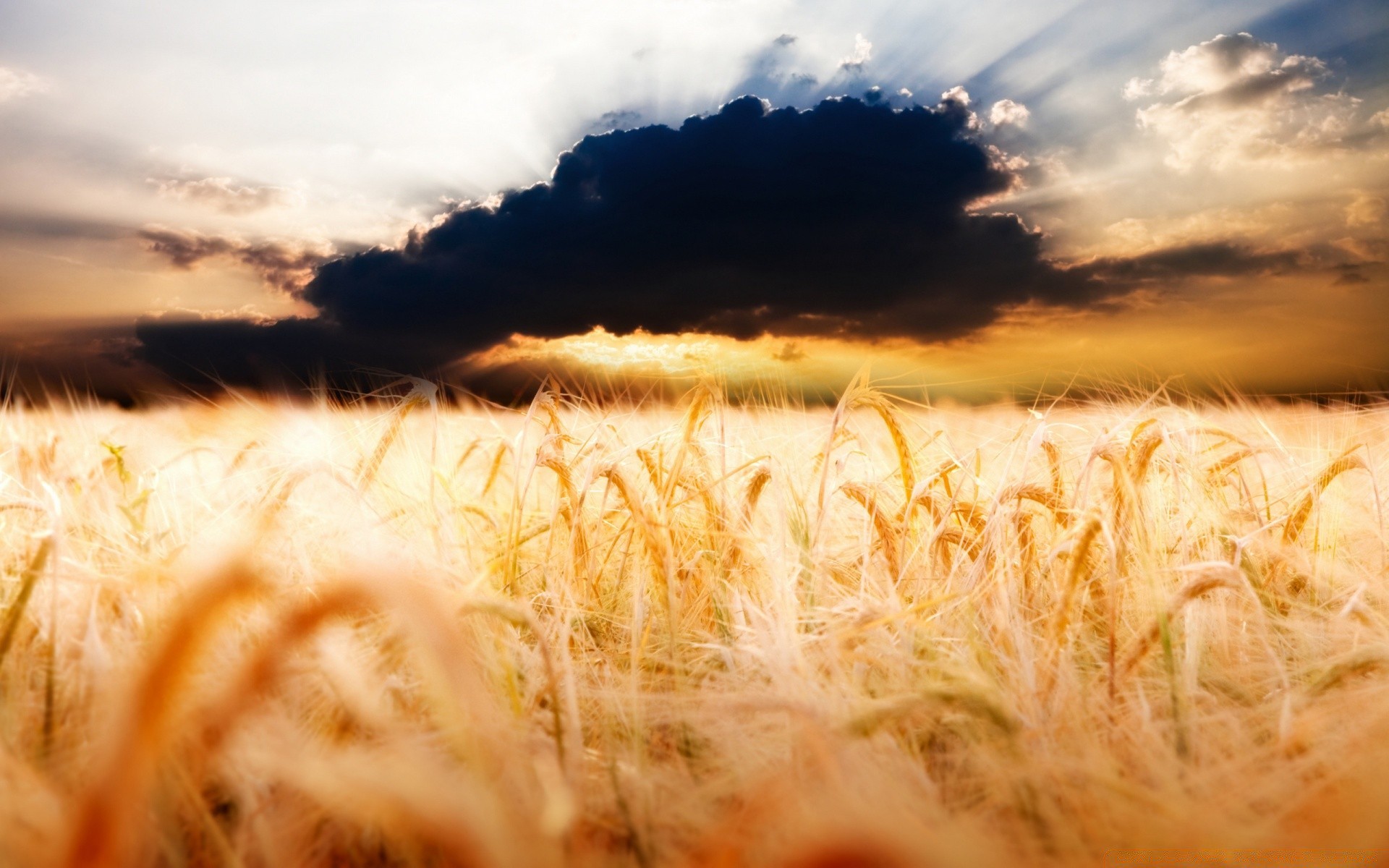 été céréales nature blé paysage rural pâturage champ coucher de soleil soleil paille or agriculture ferme maïs herbe à l extérieur beau temps récolte aube