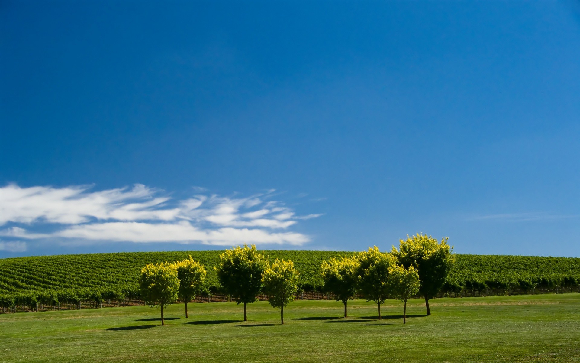 summer landscape tree grass nature sky outdoors countryside rural field agriculture cropland fall pastoral grassland sun fair weather farm