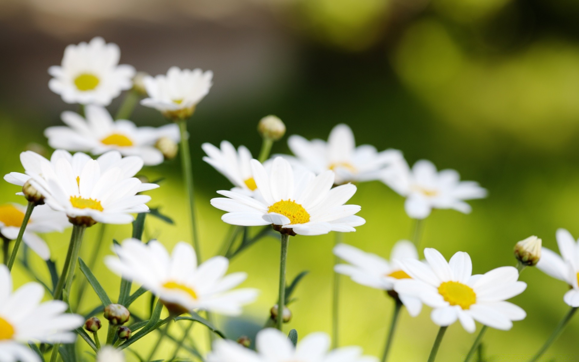 yaz doğa çiçek papatyalar flora güzel hava yaprak büyüme bahçe parlak açık havada güneş çimen taçyaprağı alan saman çiçek açan