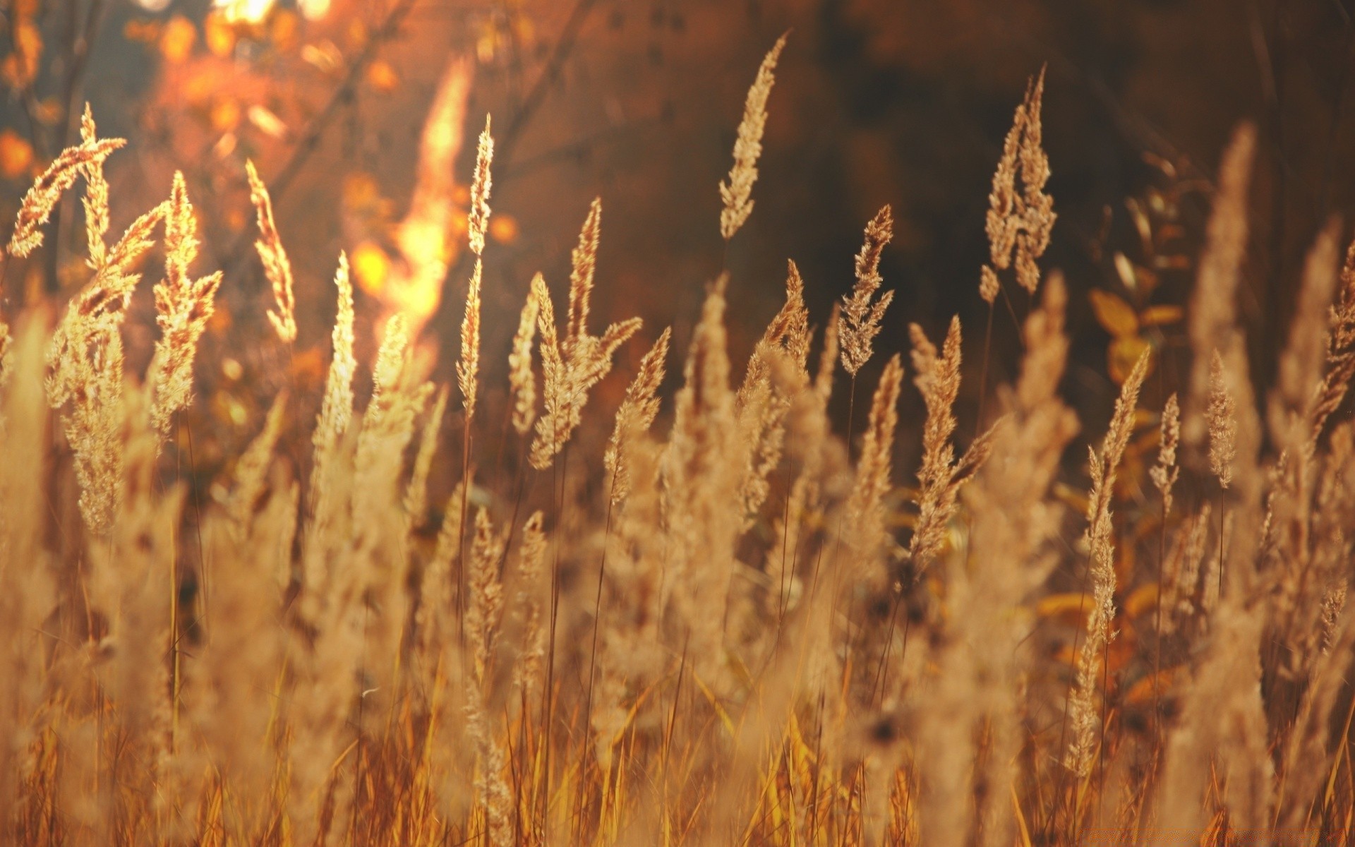 sommer weizen flocken des ländlichen brot wachstum natur mais stroh weide im freien roggen herbst trocken ernte sonne gras landschaft gold