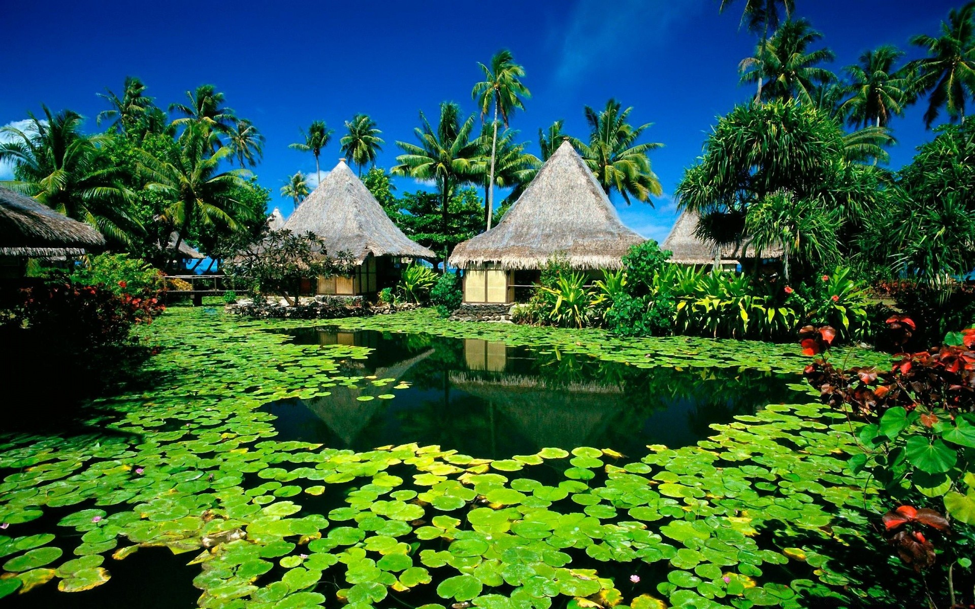 verão jardim tropical água piscina árvore exóticas viagens parque ao ar livre folha natureza palma lago flora flor