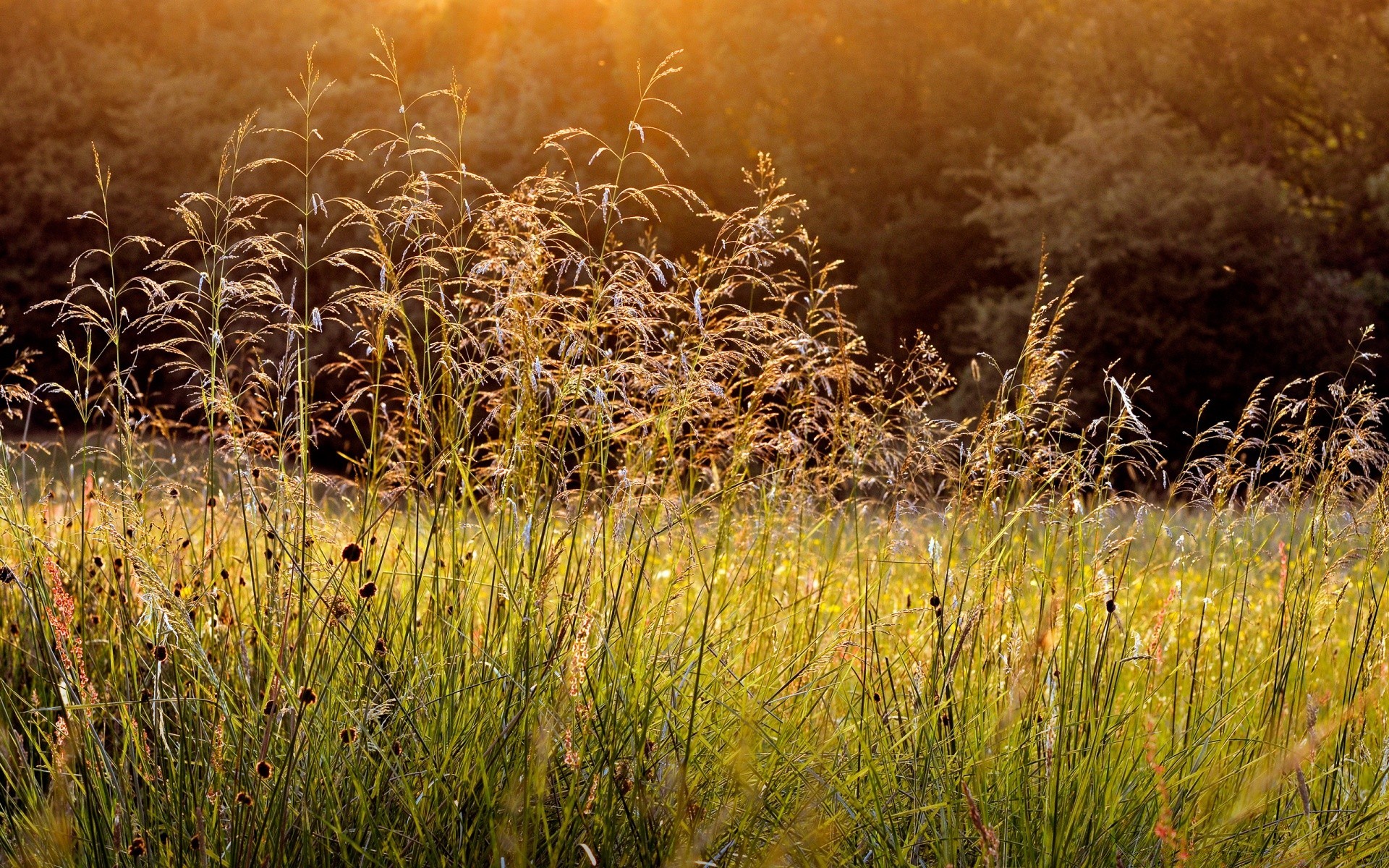 summer field grass landscape nature cereal rural dawn hayfield outdoors farm season agriculture gold sun growth countryside flora fair weather country