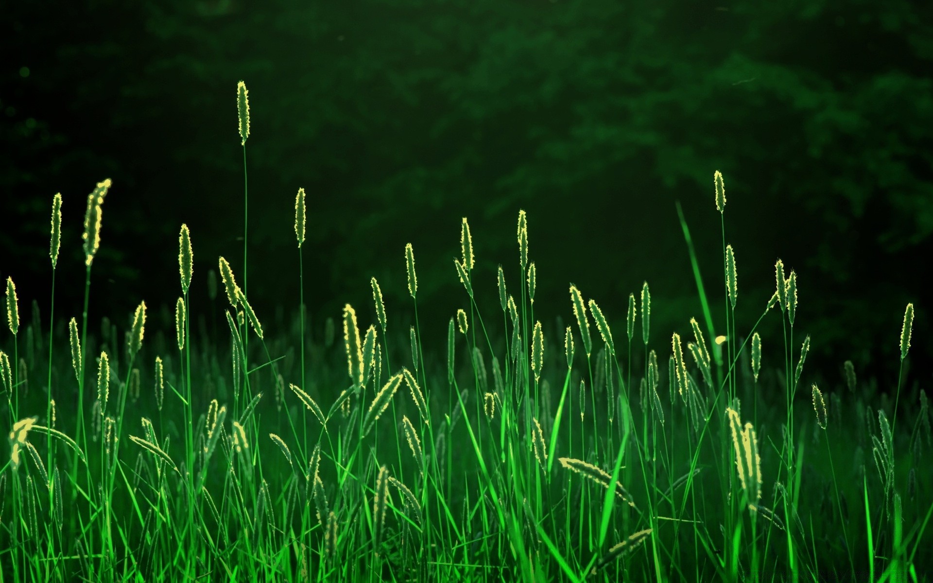 estate erba crescita flora prato fieno lussureggiante ambiente giardino campo foglia all aperto natura lama alba