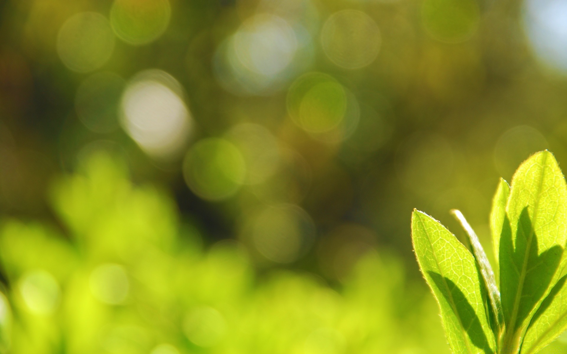 yaz bulanıklık odak parlak yaprak soyut renk flora masaüstü yemyeşil doku bahçe doğa odaklanmamak