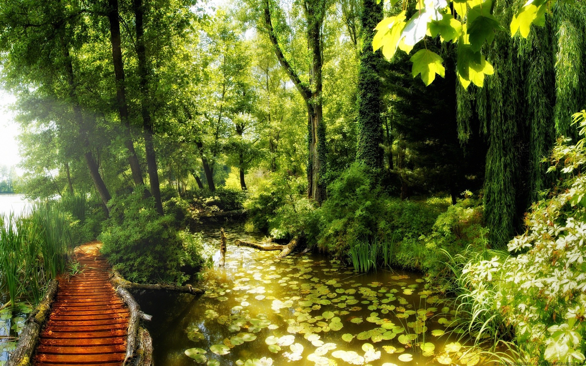 summer wood nature tree leaf outdoors landscape park scenic fair weather lush guidance water footpath environment travel flora river