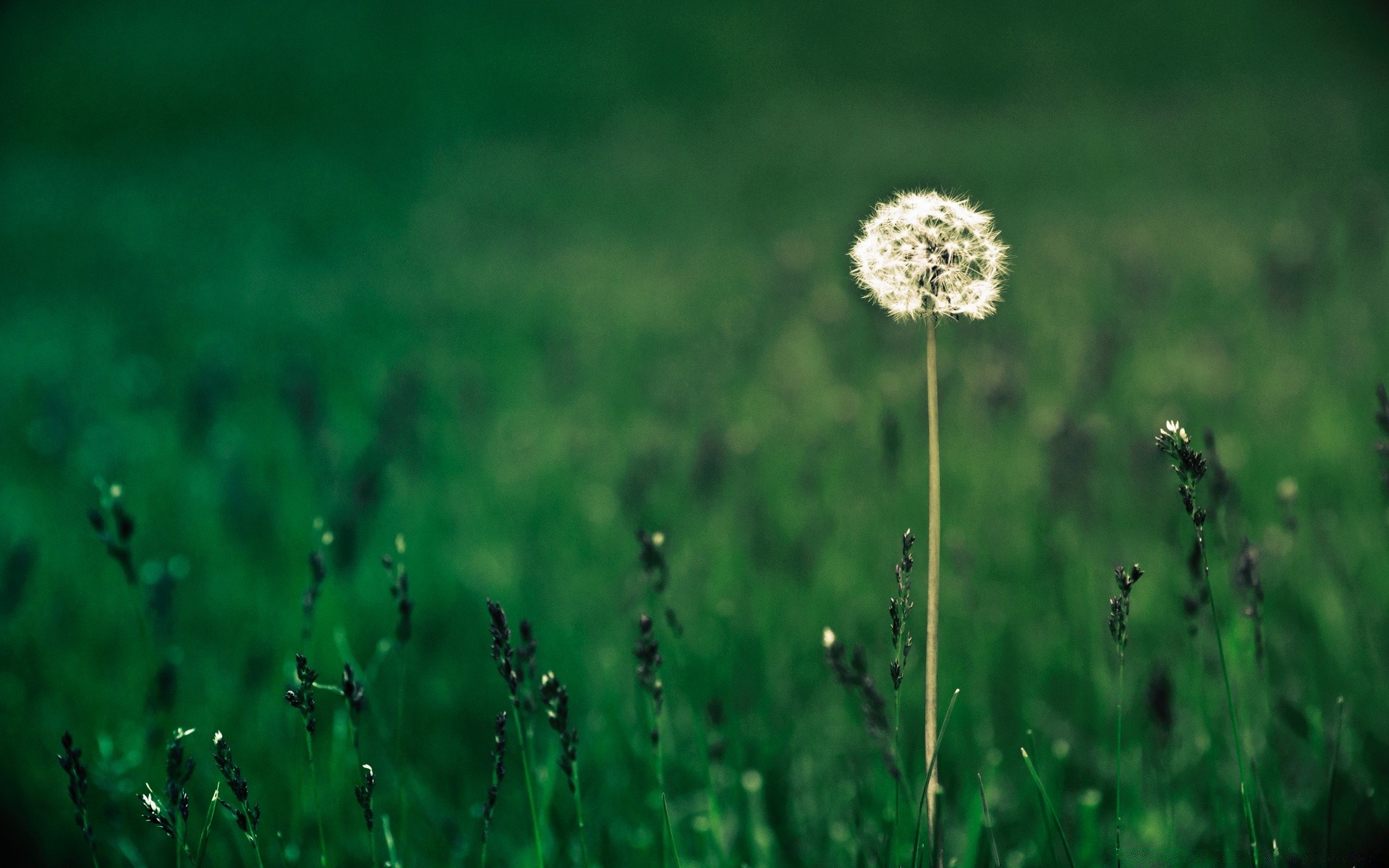 sommer gras heu feld natur flora wachstum blatt blume rasen garten