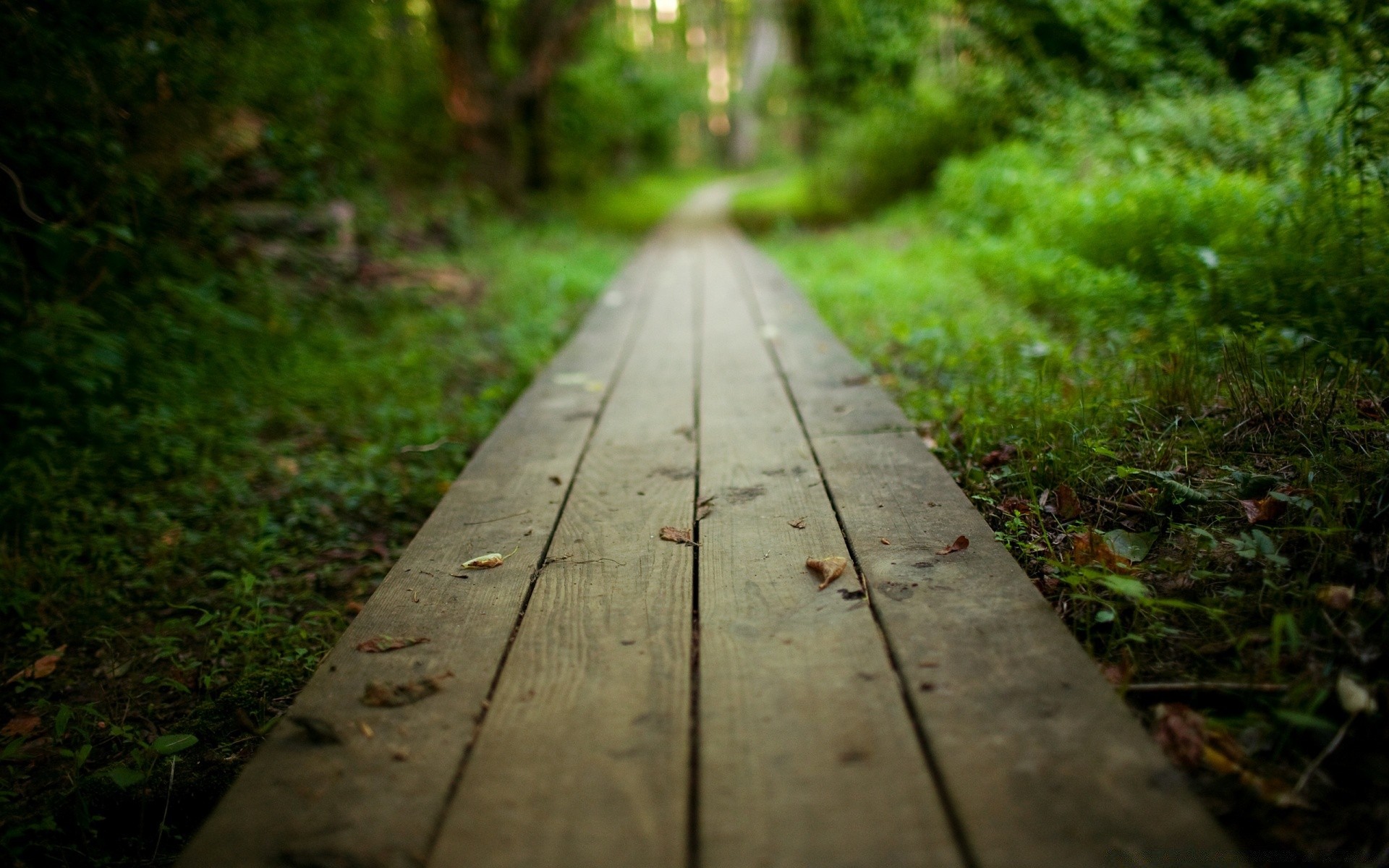 summer wood nature road tree leaf guidance landscape park footpath trail walk boardwalk perspective outdoors fair weather garden rain environment