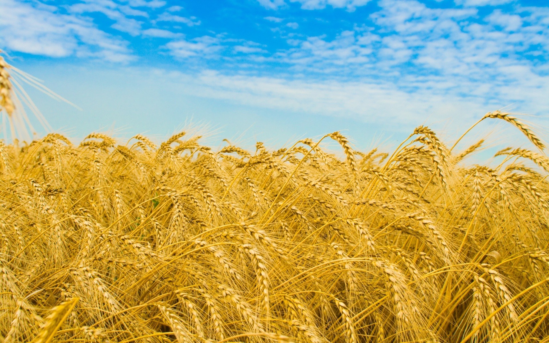 été céréales blé rural pain paille or seigle pâturage maïs récolte champ campagne semences ferme agriculture orge terres agricoles croissance soleil