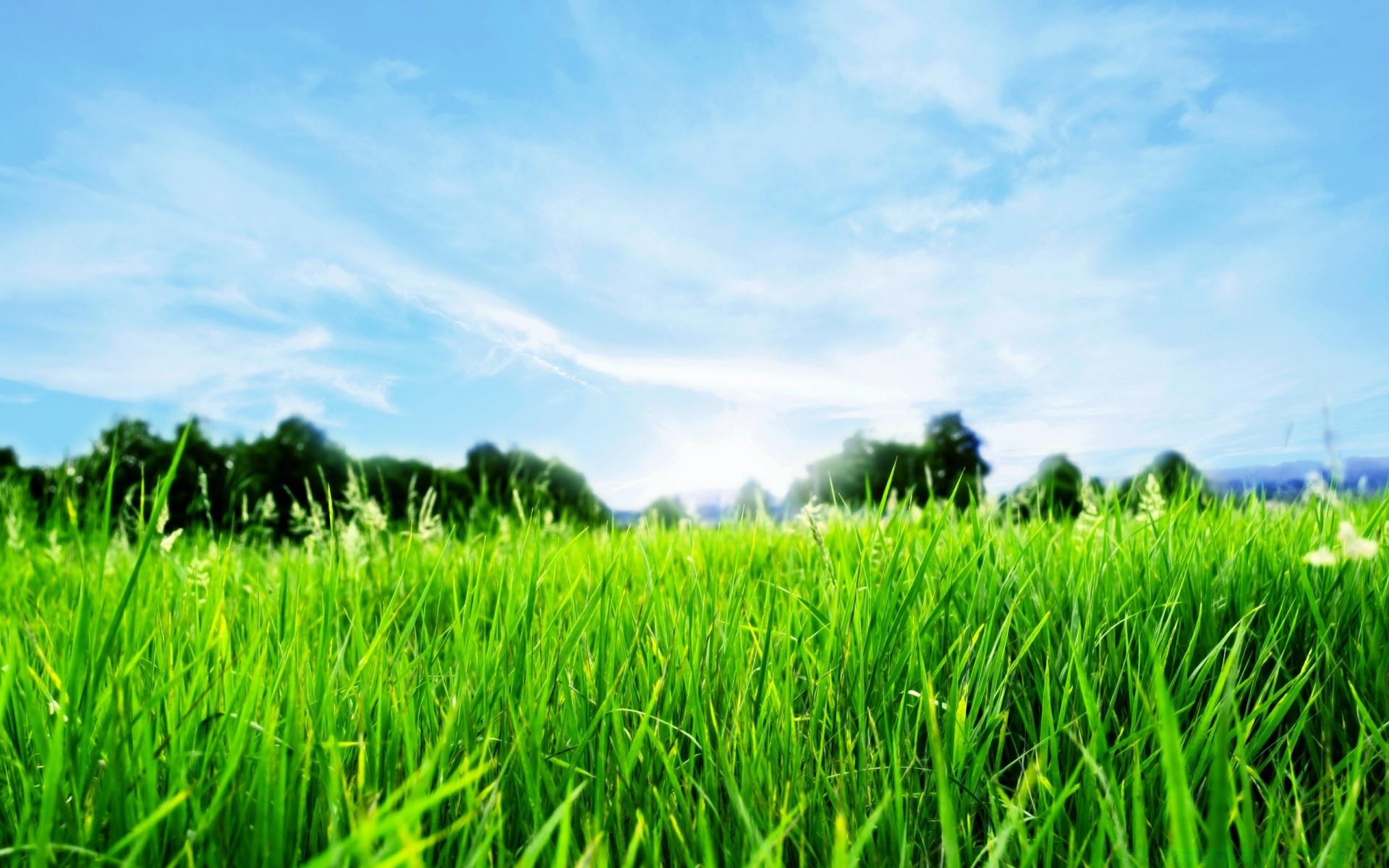 été champ herbe pâturage rural croissance ferme agriculture campagne céréales foin sol riz terres agricoles à l extérieur luxuriante environnement pelouse nature paysage