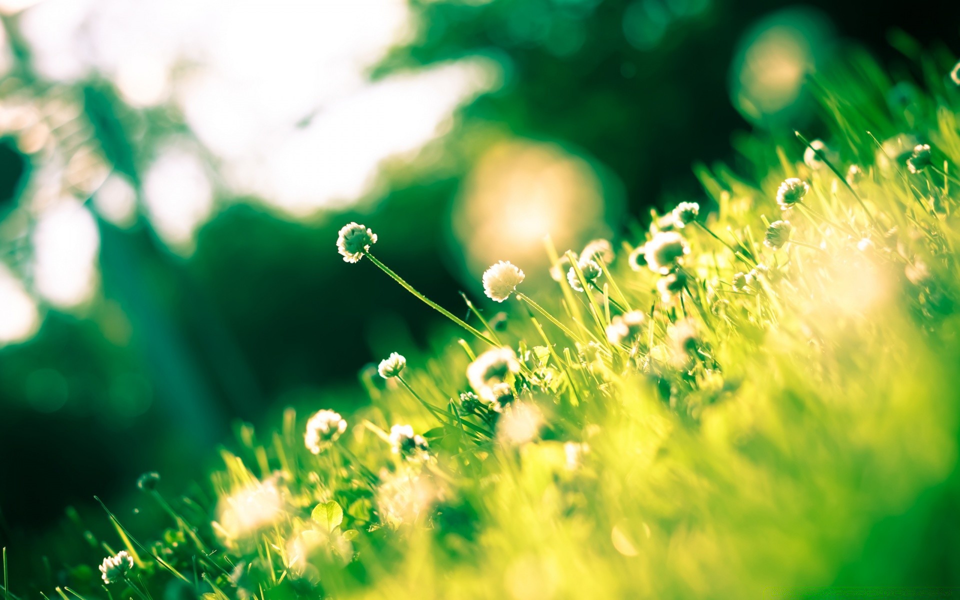 sommer gras unschärfe desktop heuhaufen hell natur blatt flora farbe garten rasen fokus feld sonne scheint üppig saison