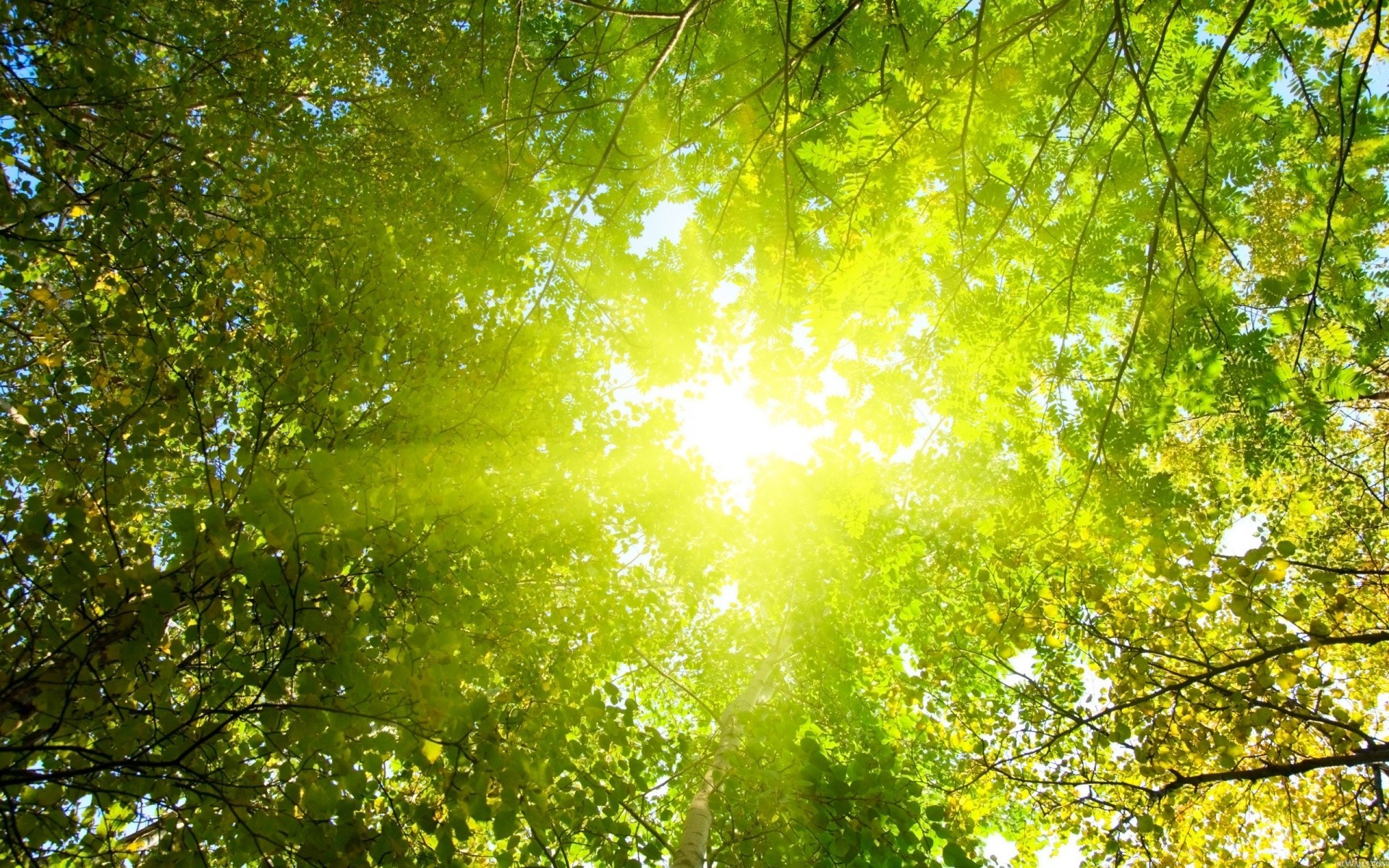 lato liść natura jasne drewno drewno bujne dobra pogoda słońce oddział kolor sezon krajobraz pulpit środowisko park