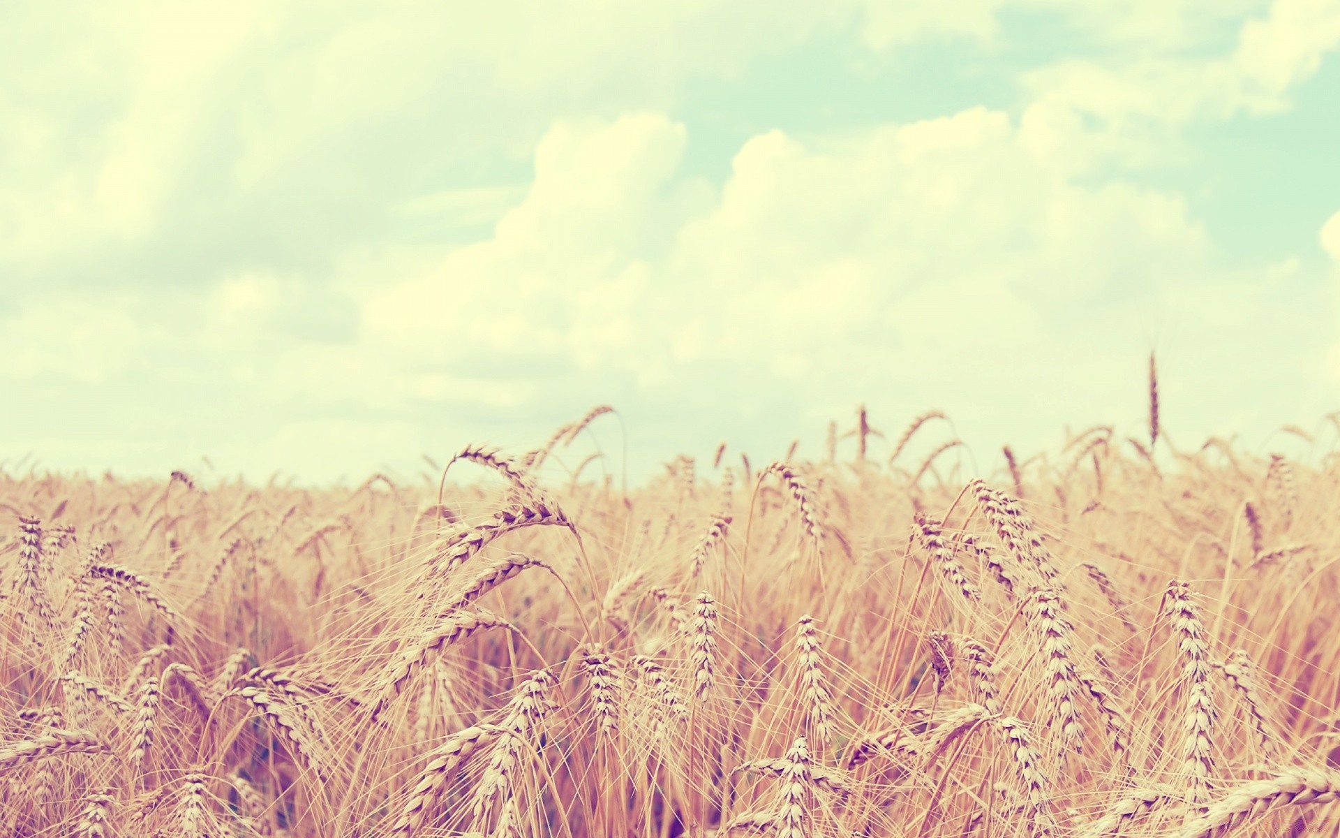 été champ céréales rural paille blé récolte nature ferme pâturage maïs campagne or flore croissance pays paysage agriculture saison seigle