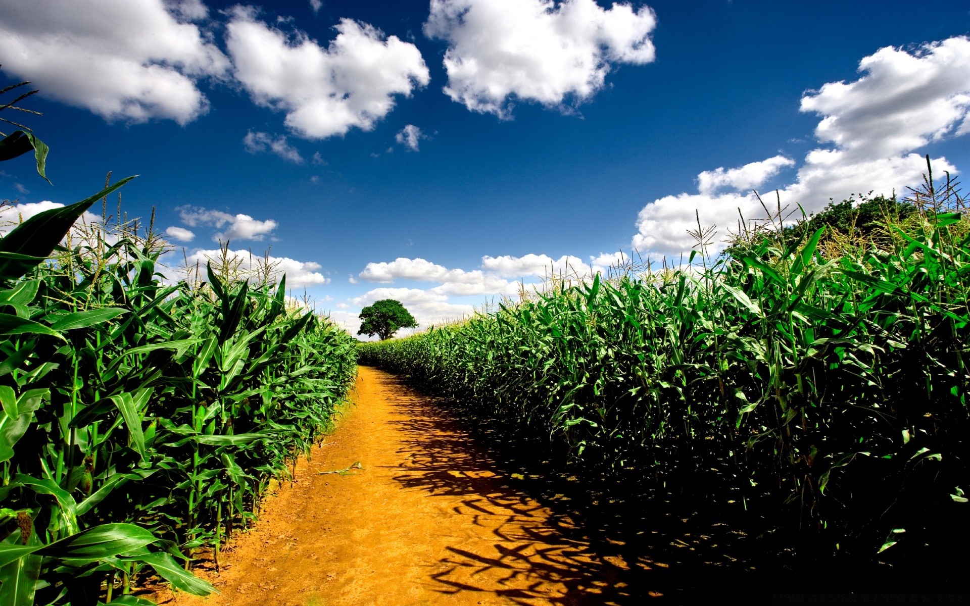 verano naturaleza paisaje flora cielo campo crecimiento agricultura hoja granja rural nube cosecha al aire libre país suelo espectáculo medio ambiente árbol