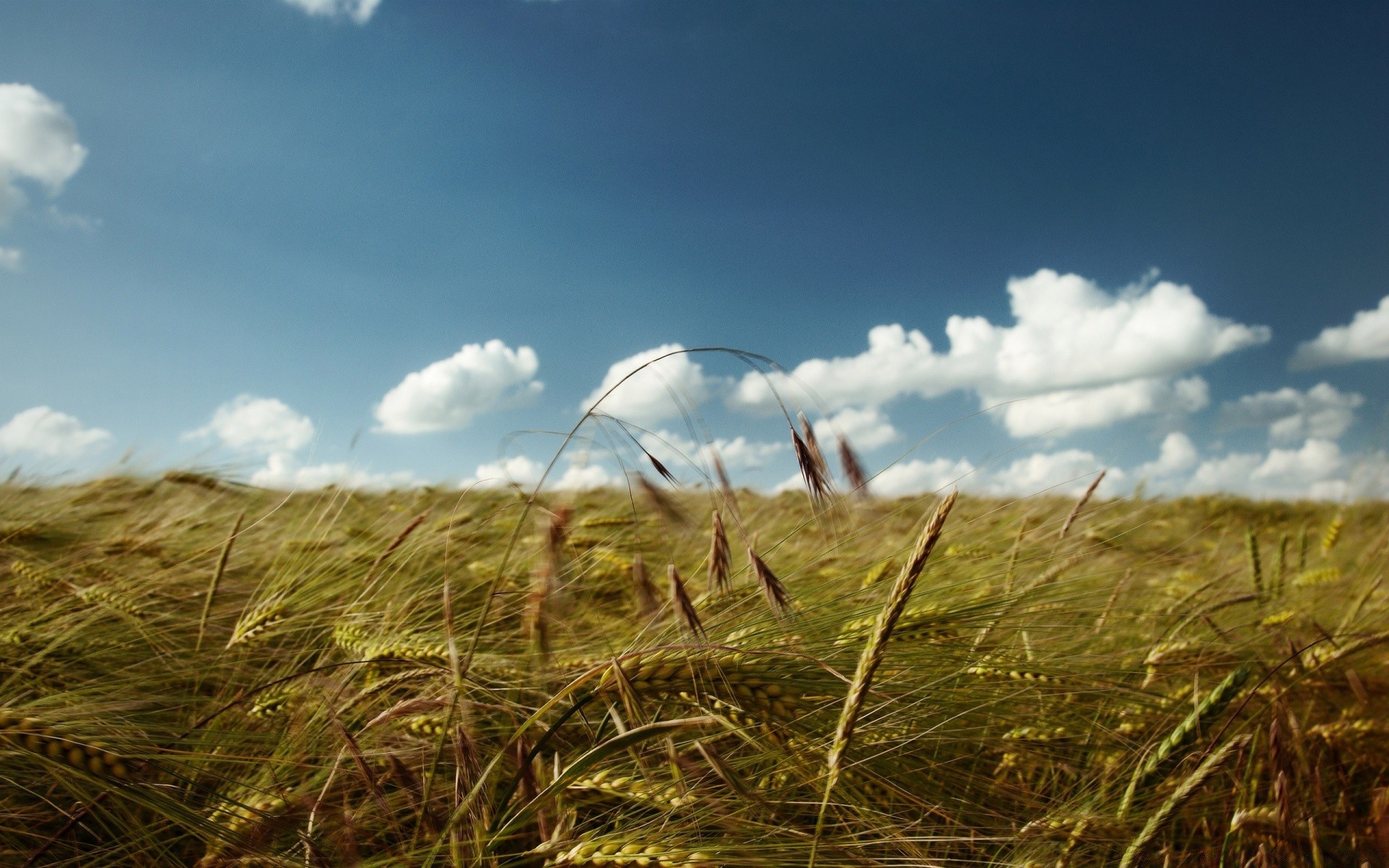 sommer feld weizen flocken himmel landschaft mais gras ernte weide bauernhof des ländlichen stroh natur sonne landschaft land landwirtschaft wolke wachstum