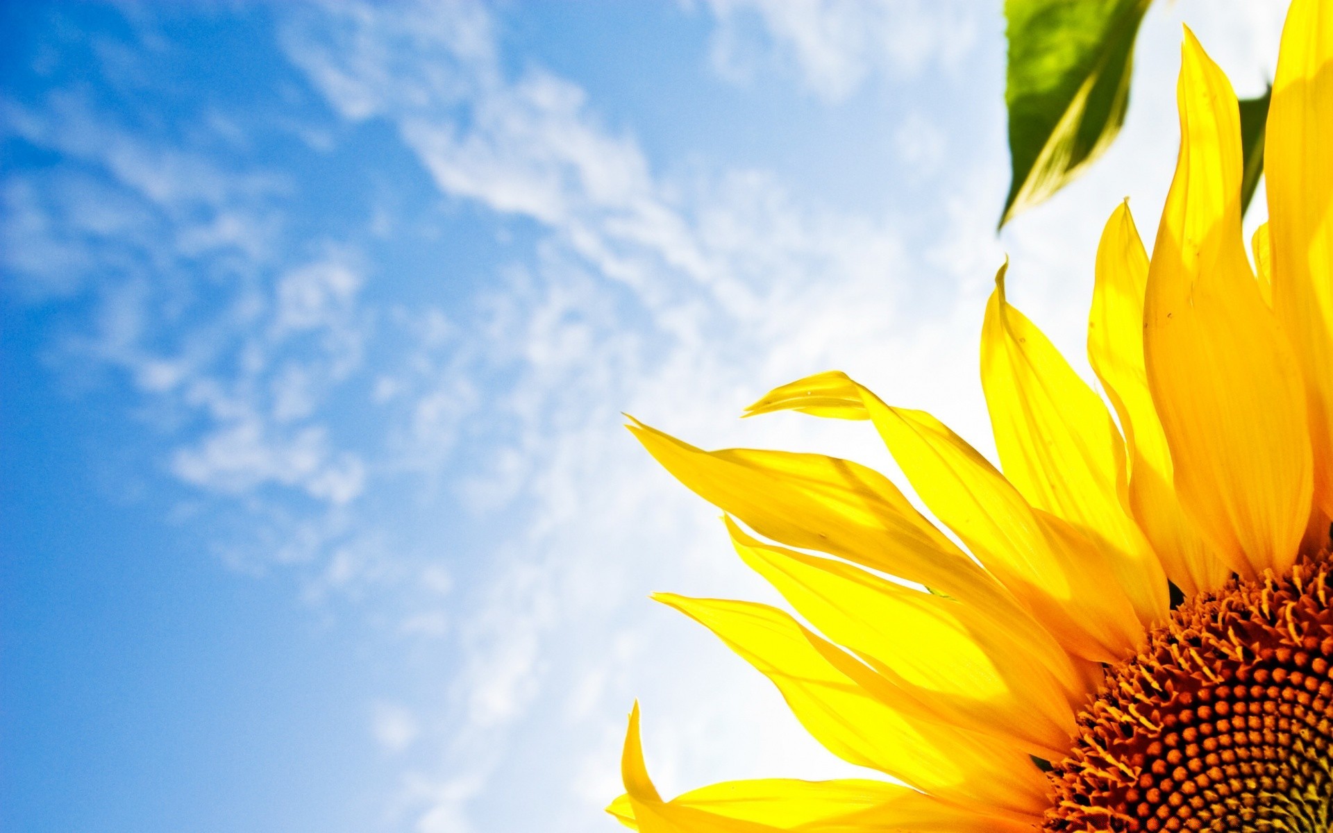 verão natureza bom tempo brilhante sol folha crescimento ao ar livre flora