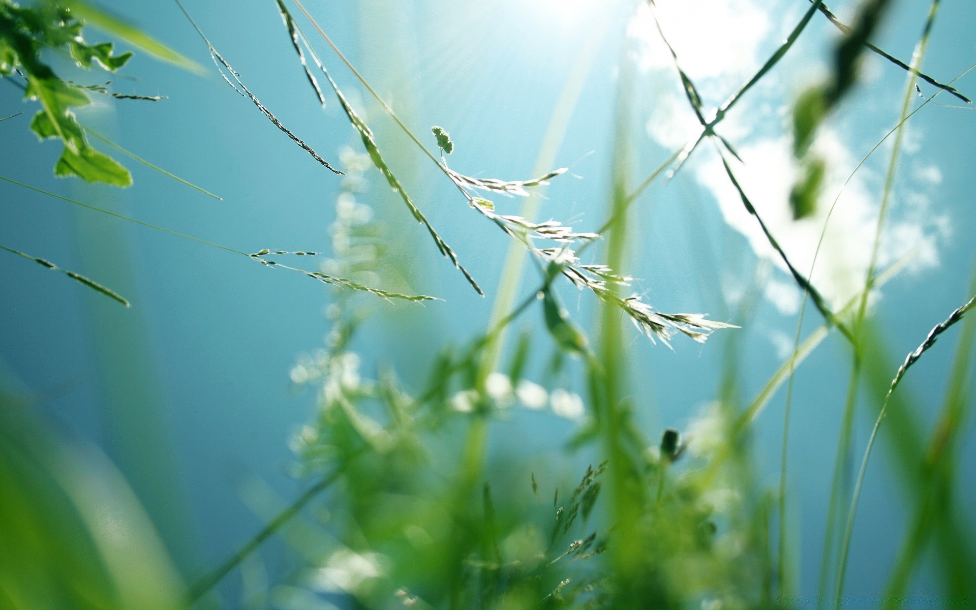 summer nature leaf flora grass growth dawn garden dew fair weather outdoors sun environment rain lush drop ecology