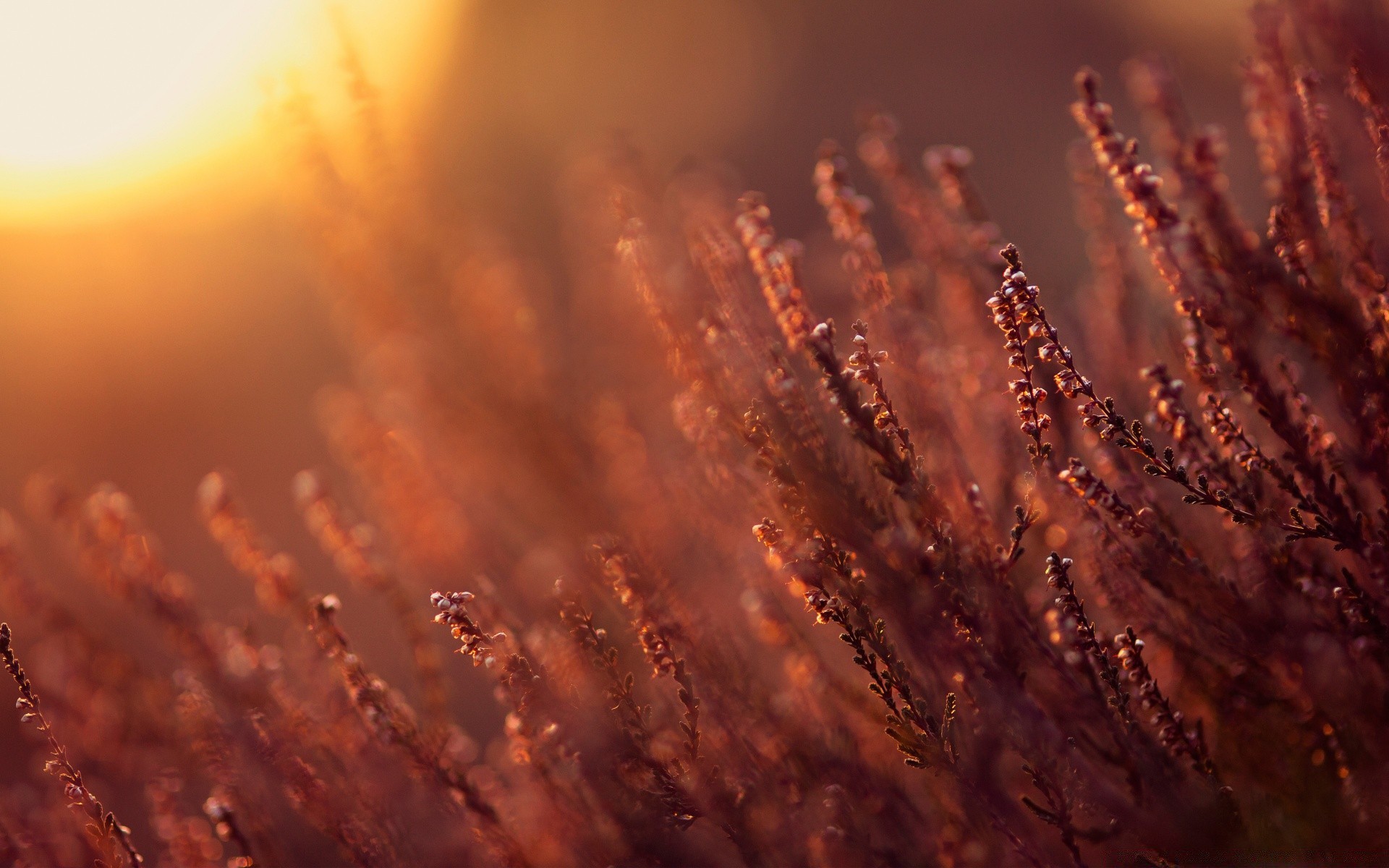 summer blur sunset dawn sun outdoors nature landscape fair weather sky rain art evening