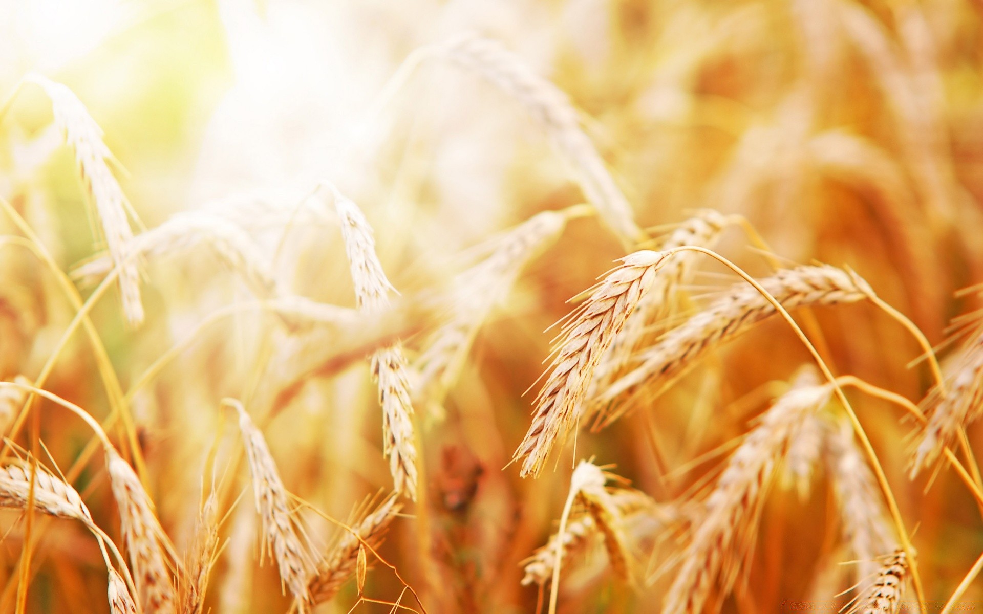 summer wheat cereal straw pasture bread rural rye corn seed crop gold growth nature barley flour farm field spike dry