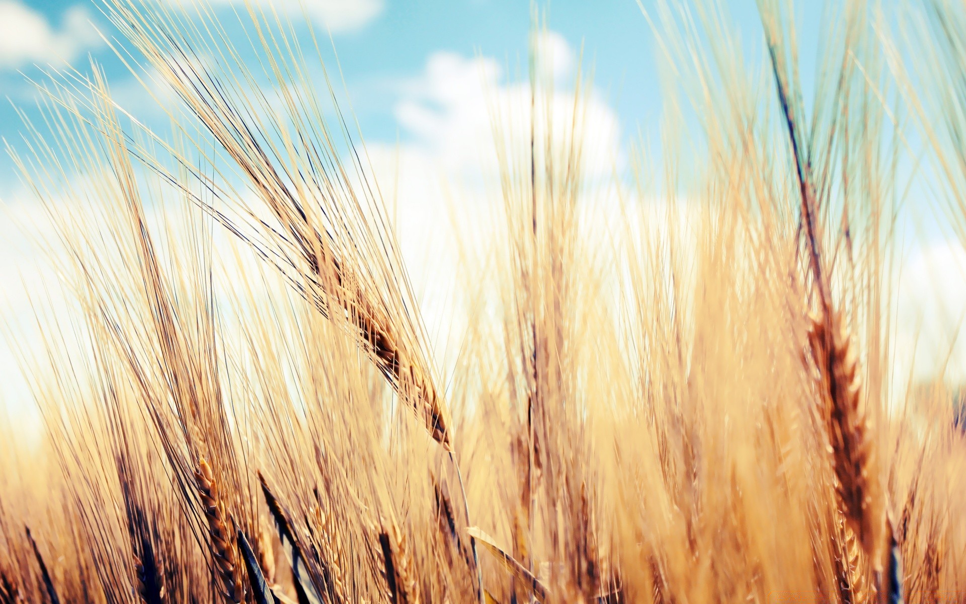 sommer weizen müsli brot roggen stroh mais weide ländliche ernte gerste gold mehl bauernhof samen landwirtschaft spike feld