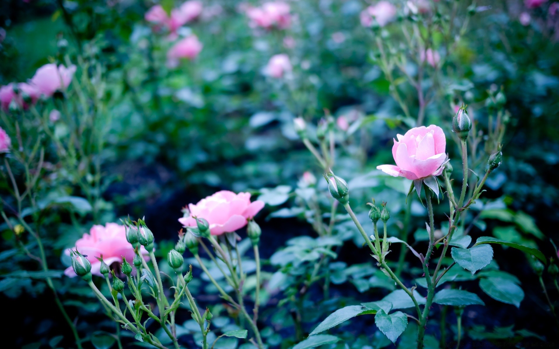 estate fiore natura flora foglia giardino esterno rosa fiore petalo di colore floreale vivid crescita box