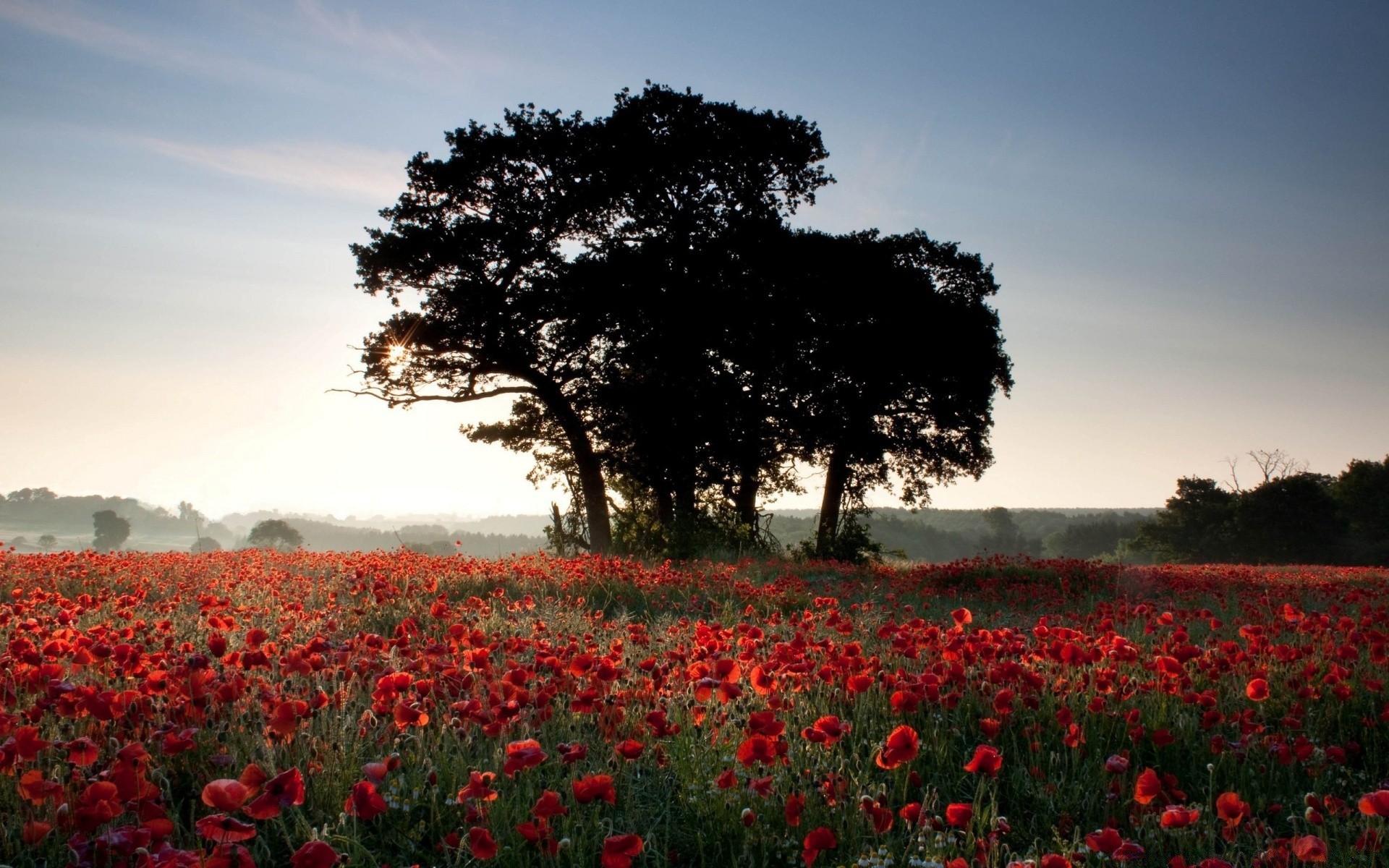 sommer poppy blume landschaft feld baum im freien heuhaufen bebautes land flora landwirtschaft park