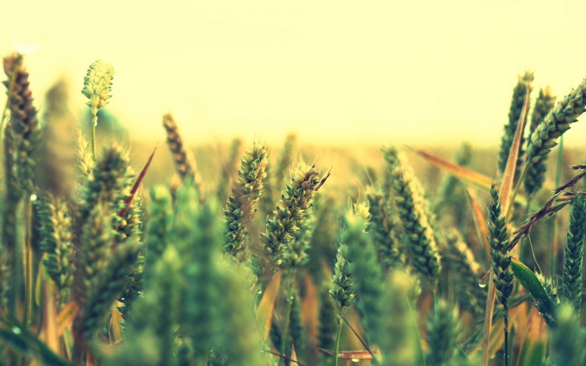 summer nature growth field rural cereal outdoors pasture agriculture countryside sun fair weather wheat corn grass farm flora crop leaf