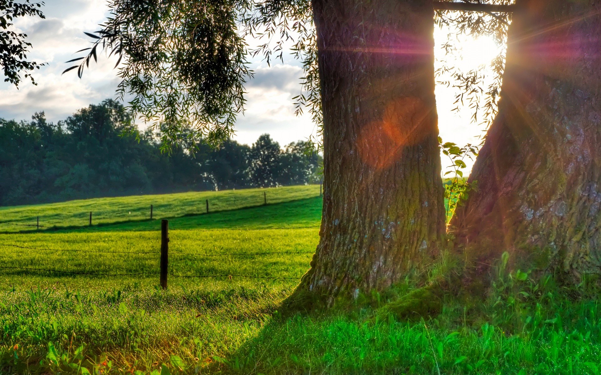 été arbre nature herbe paysage bois aube soleil parc extérieur beau temps saison rural feuille environnement automne campagne lumière pays