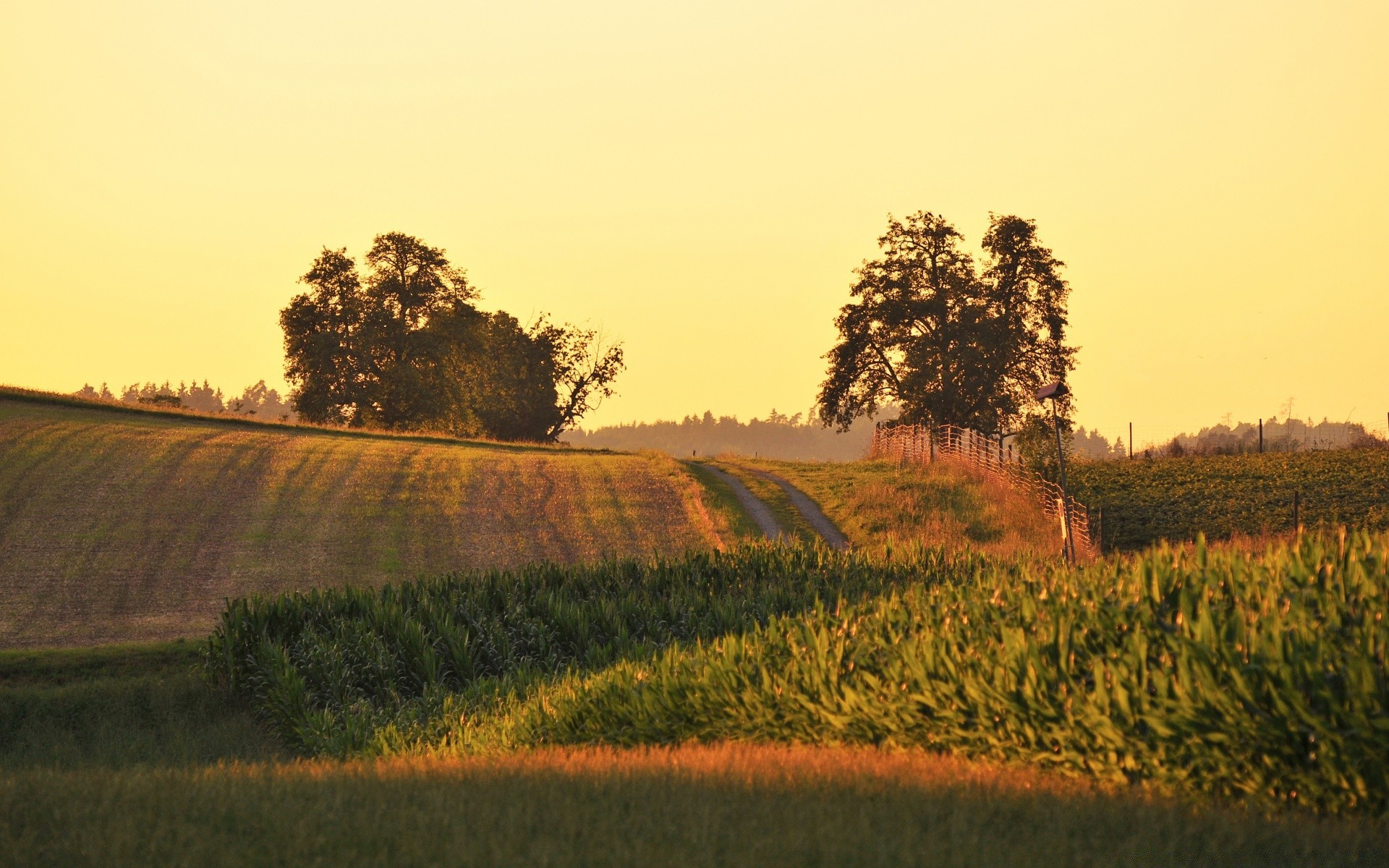 summer landscape tree sunset agriculture nature dawn field sky outdoors farm countryside fall cropland rural evening fog light road country