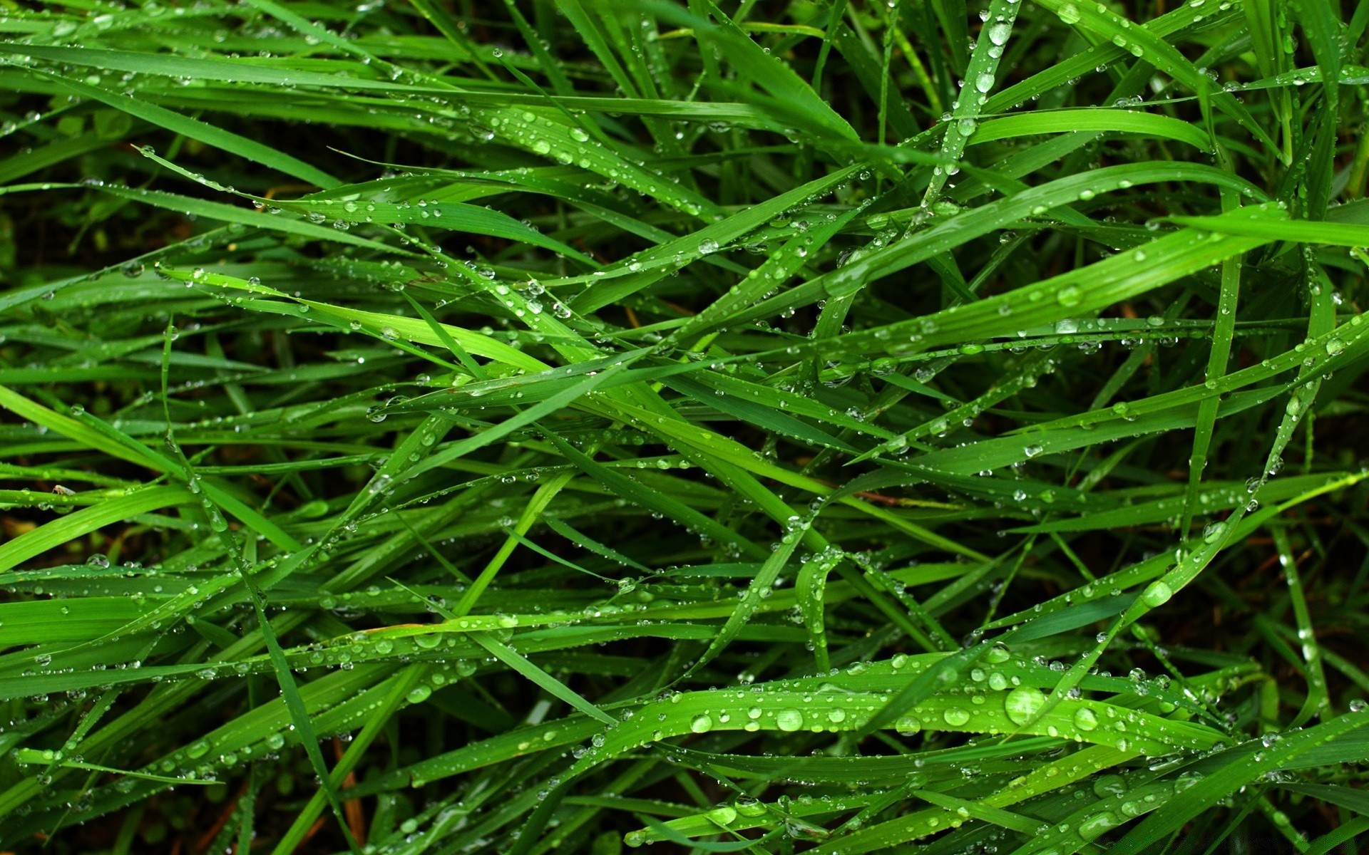 summer grass flora leaf lawn growth freshness lush environment nature desktop close-up garden herb drop