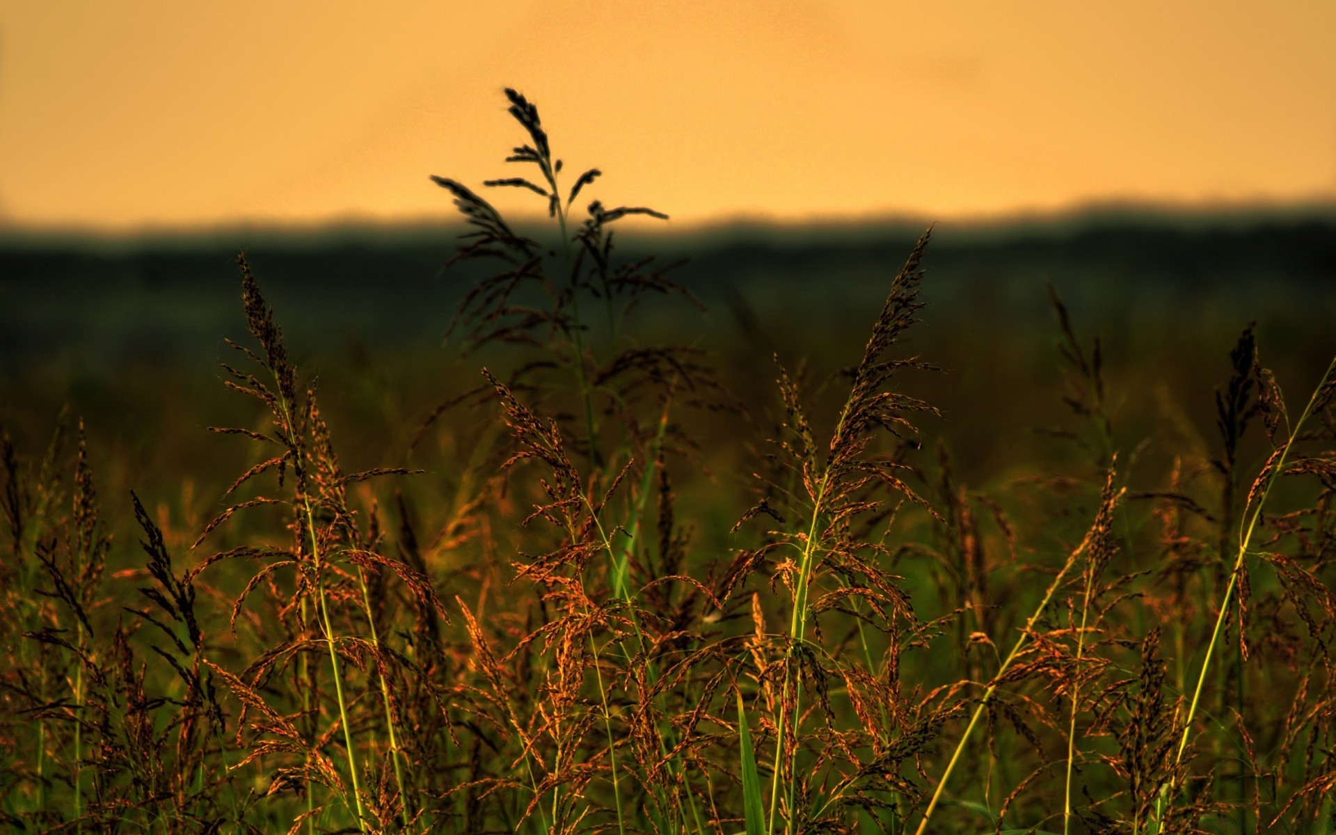 sommer sonnenuntergang dämmerung sonne natur landschaft feld gras himmel abend dof licht im freien herbst gutes wetter blume dämmerung vogel weiden