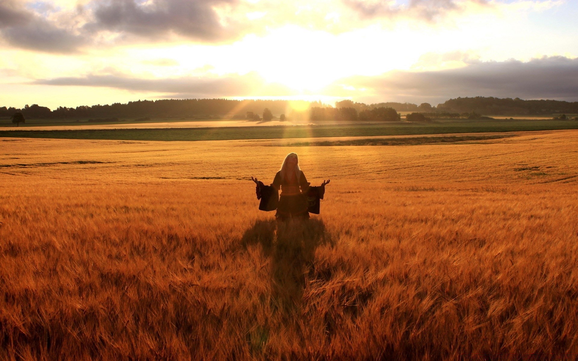 summer sunset dawn wheat landscape field agriculture outdoors pasture cereal sun farm sky evening cropland mammal nature dusk grass rural