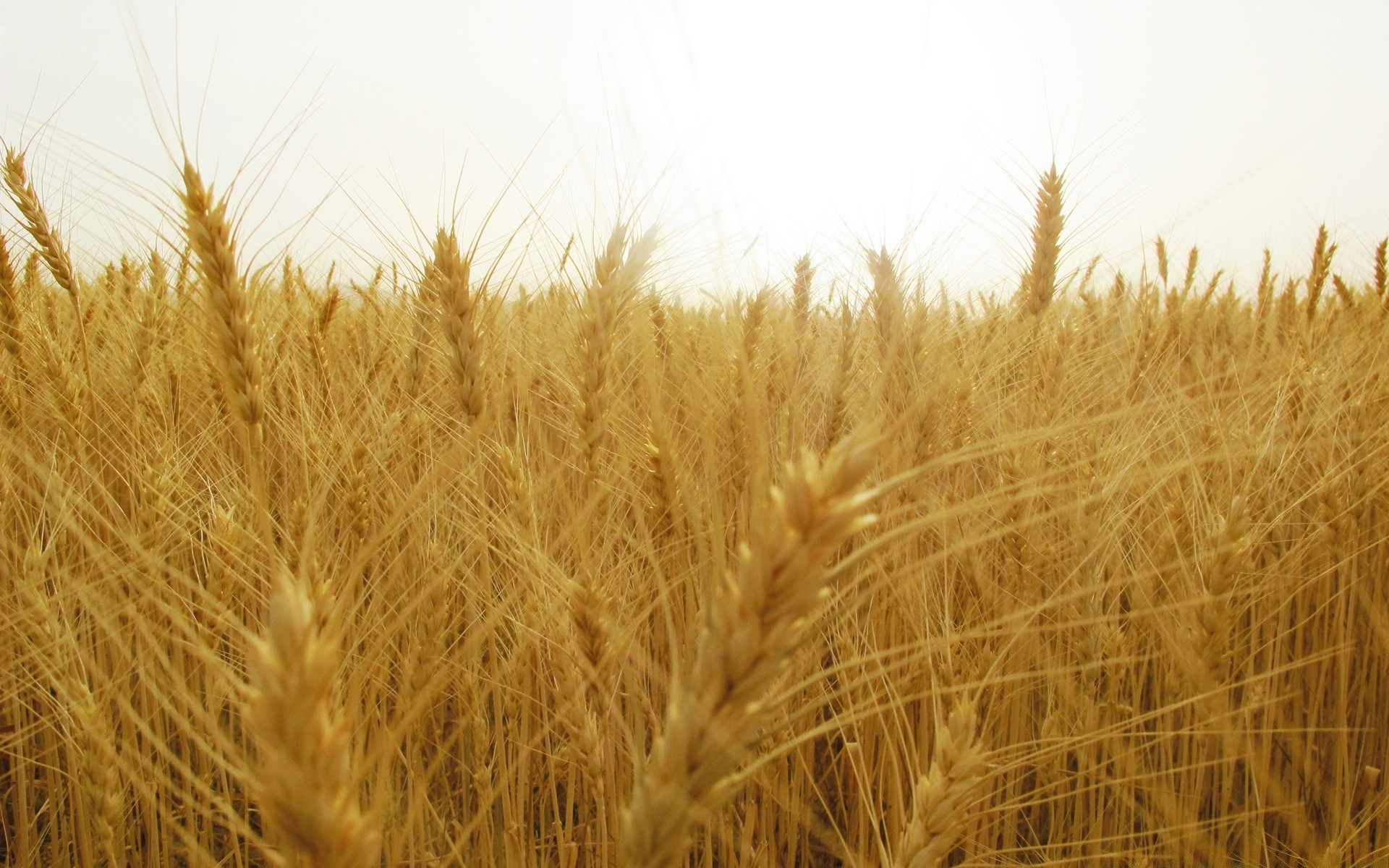 summer wheat cereal bread straw rye corn gold rural pasture crop barley farm flour seed countryside agriculture field hay meat