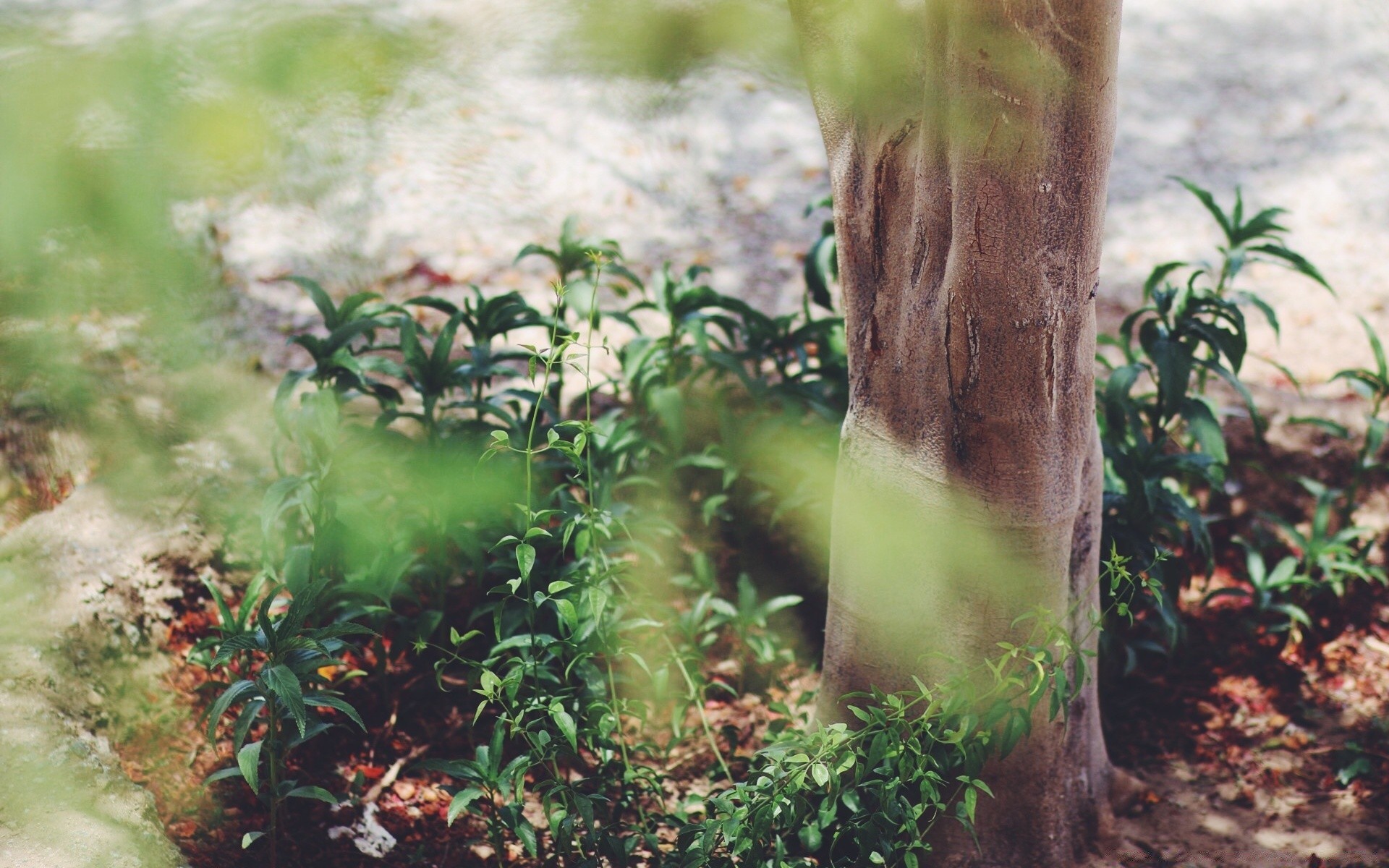 ricerca correlata: estate natura legno flora foglia giardino esterno crescita erba selvaggio fiore tropicale albero parco acqua di colore ambiente