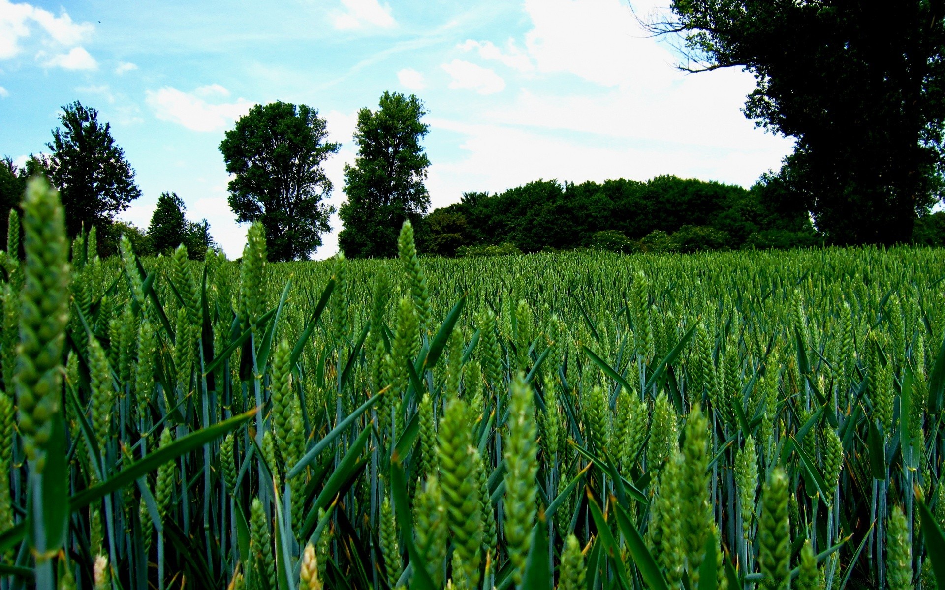 verano agricultura granja rural cereales pasto campo cosecha crecimiento campo al aire libre trigo naturaleza paisaje flora maíz alimentos medio ambiente tierras de cultivo