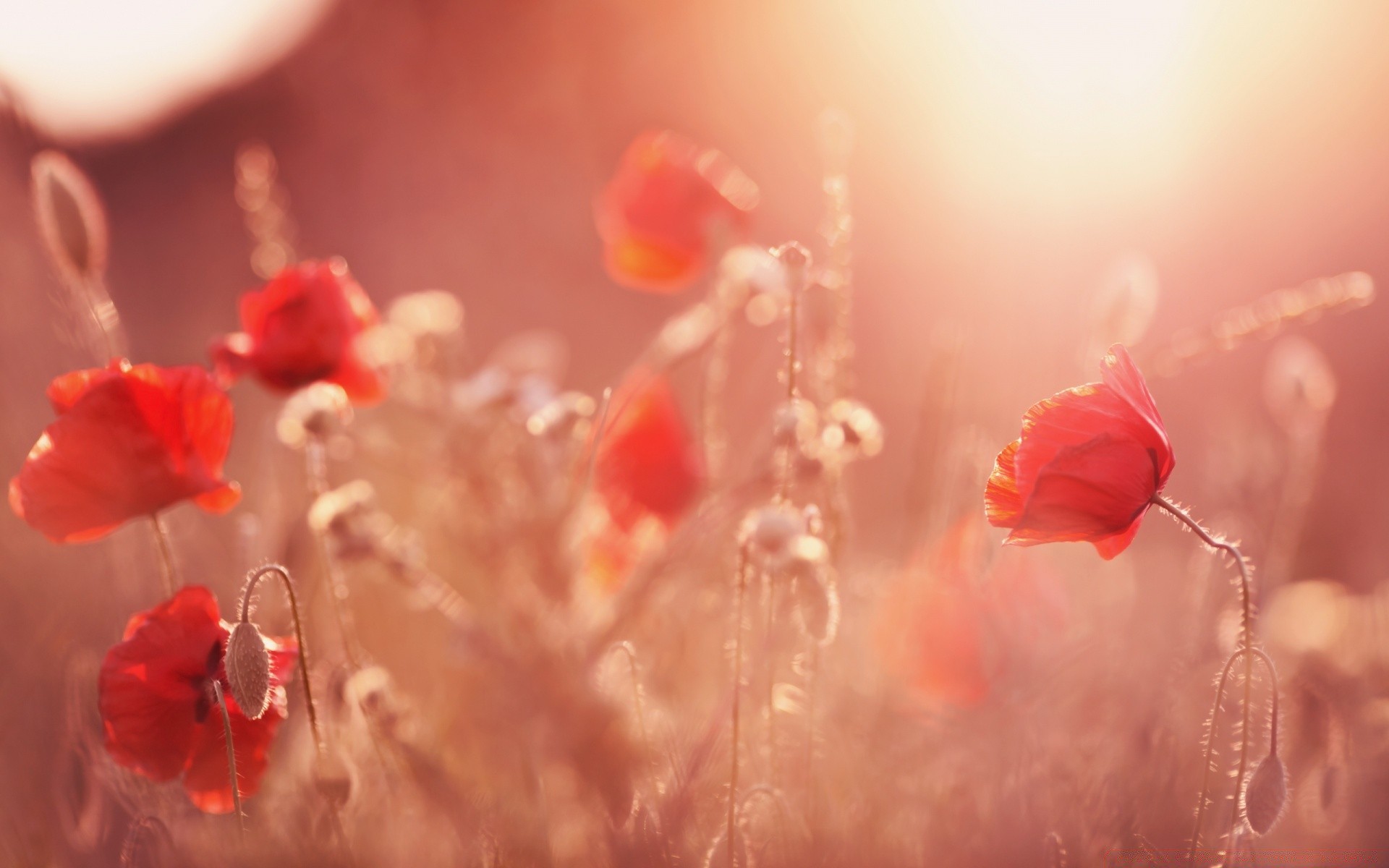 yaz çiçek doğa bulanıklık düşme renk su düğün aşk dof poppy gül soyut sanat