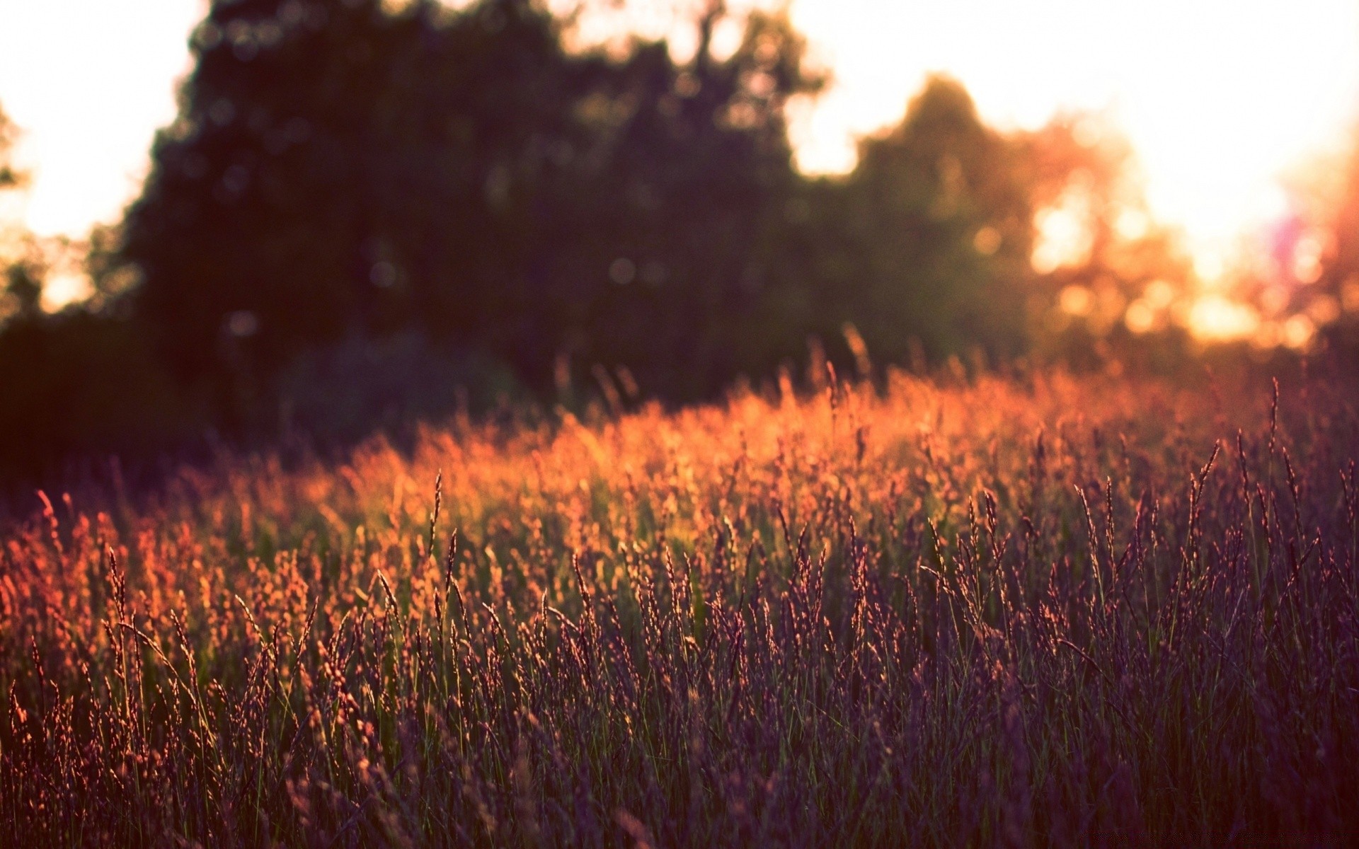 summer field landscape sunset nature outdoors dawn hayfield grassland sun grass countryside rural cropland flower fair weather farm agriculture