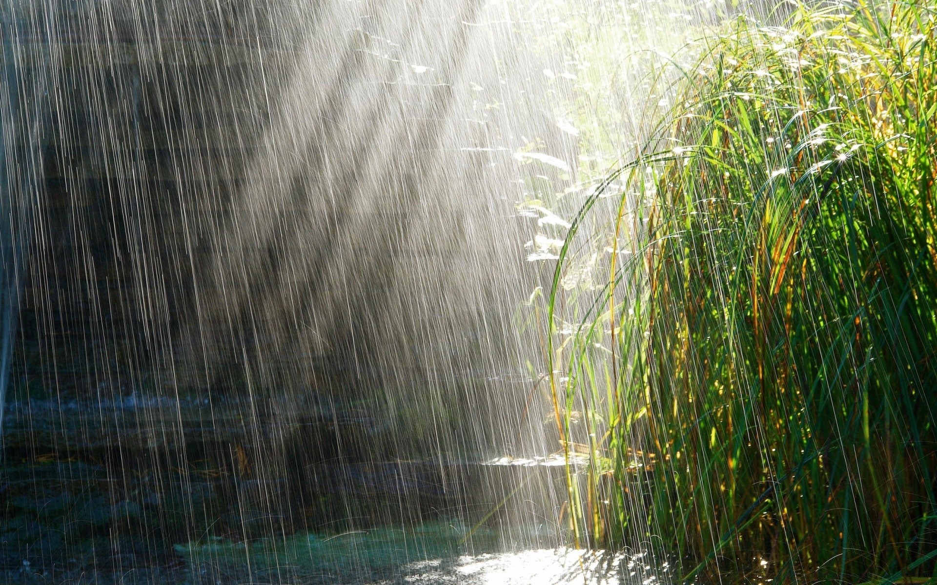 estate natura acqua paesaggio legno flora all aperto foglia ambiente parco desktop albero pioggia fiume bel tempo bagnato nebbia crescita