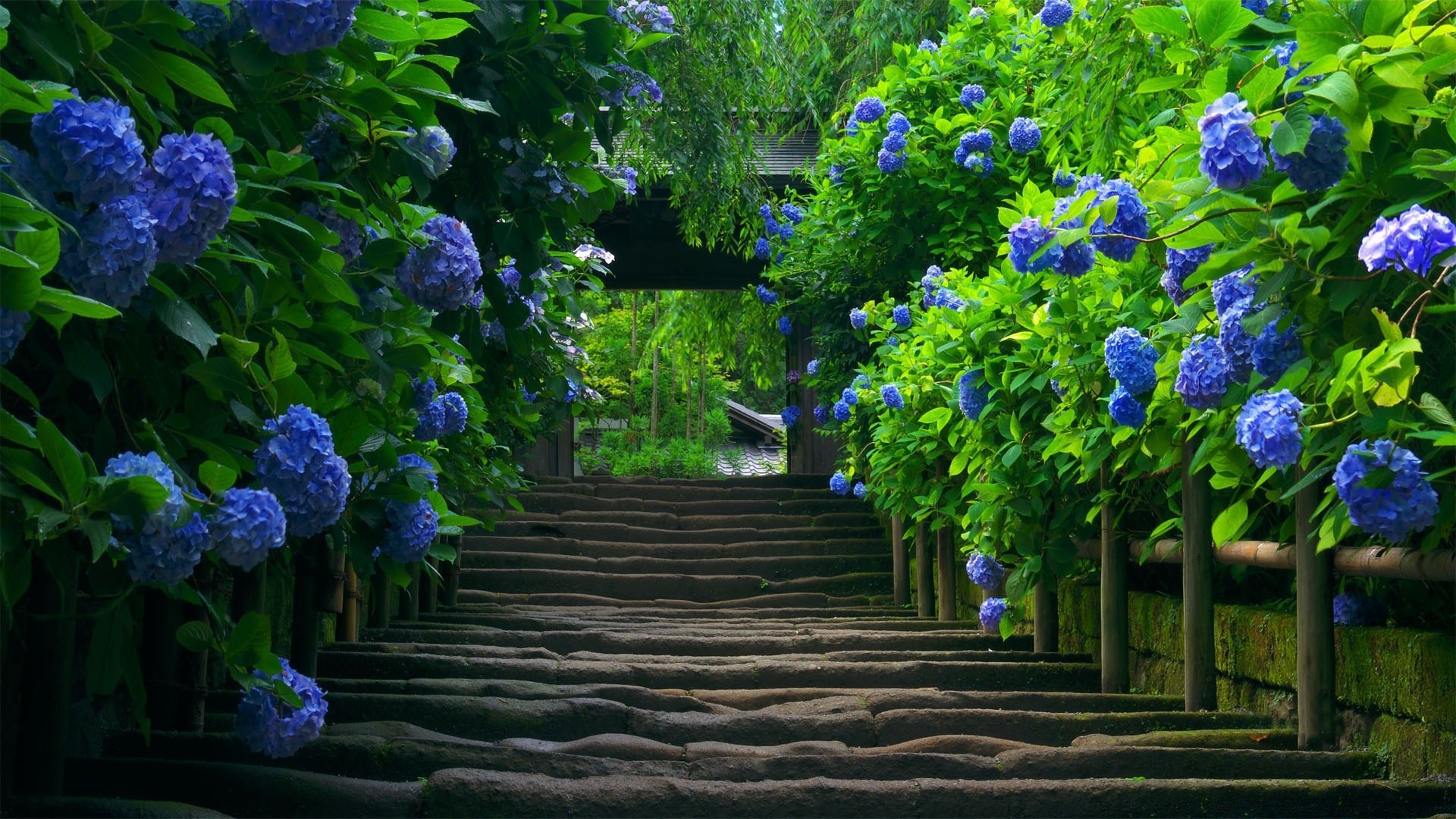 sommer blume garten flora blatt natur farbe park im freien blumen baum blühen dekoration schön wachstum