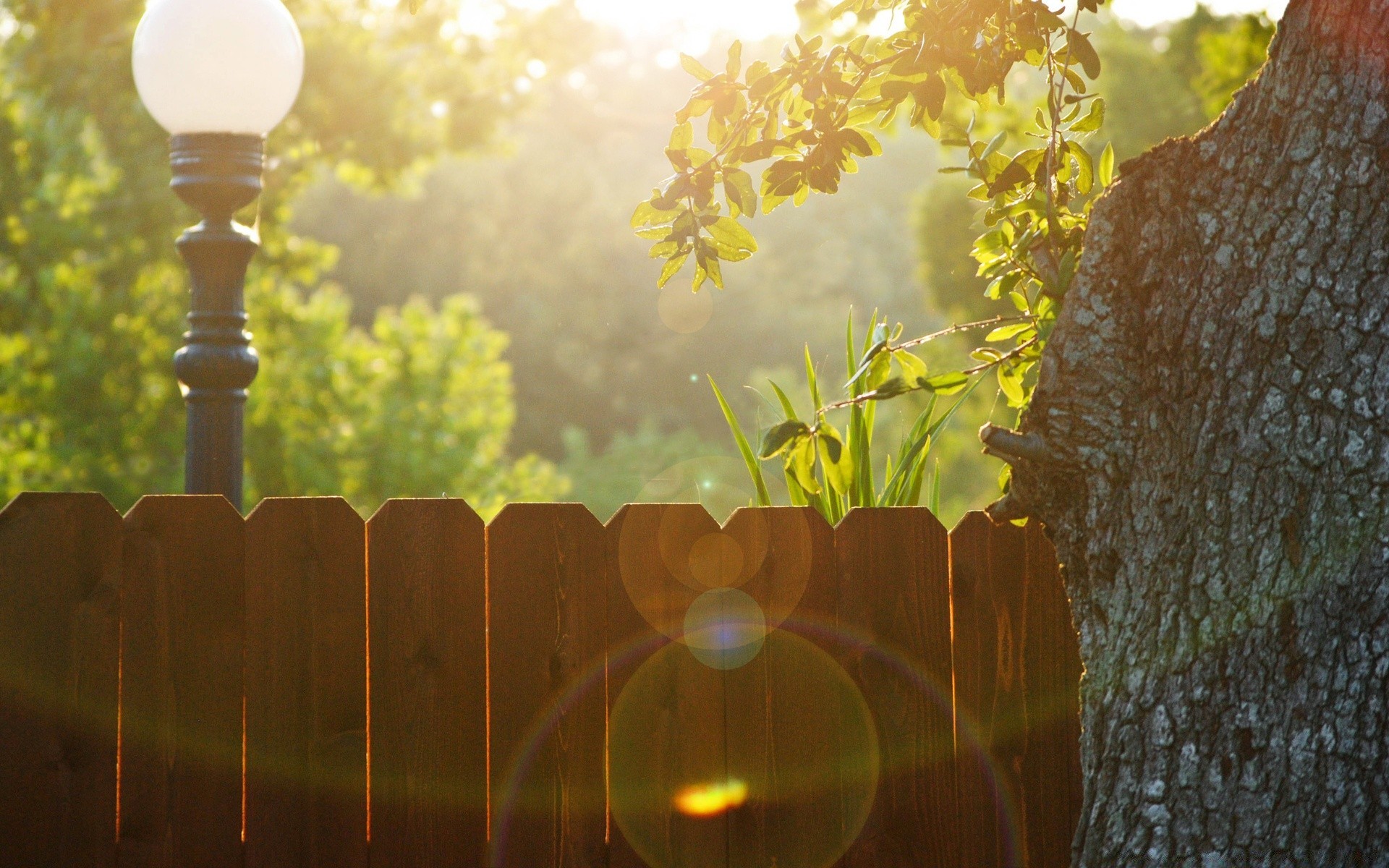 summer nature wood leaf sun tree light dawn desktop flower garden sunset fair weather fall