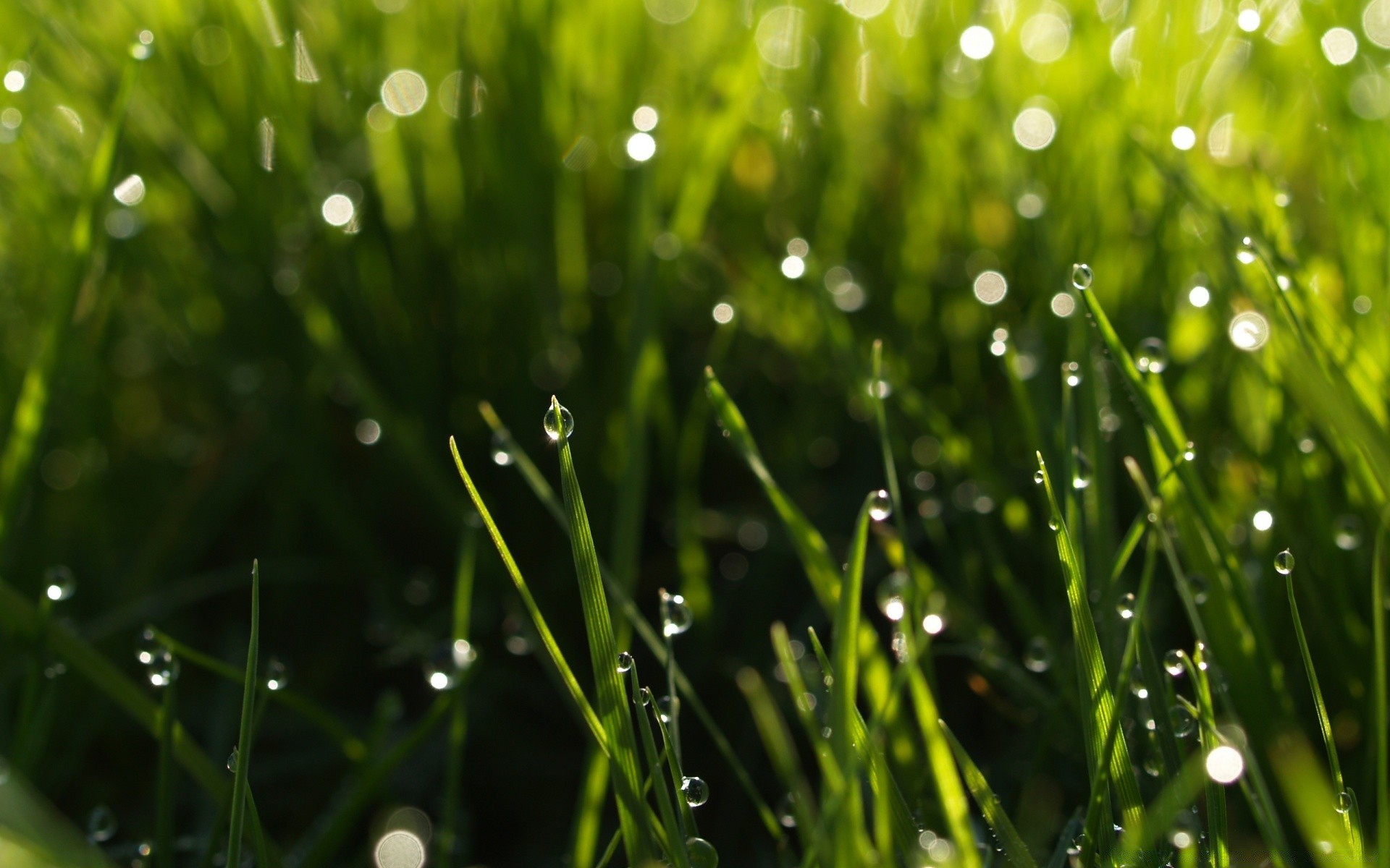 sommer tau gras rasen tropfen regen klinge heu flora weizengras garten tropfen dämmerung feld wachstum üppig blatt tropfen natur frische