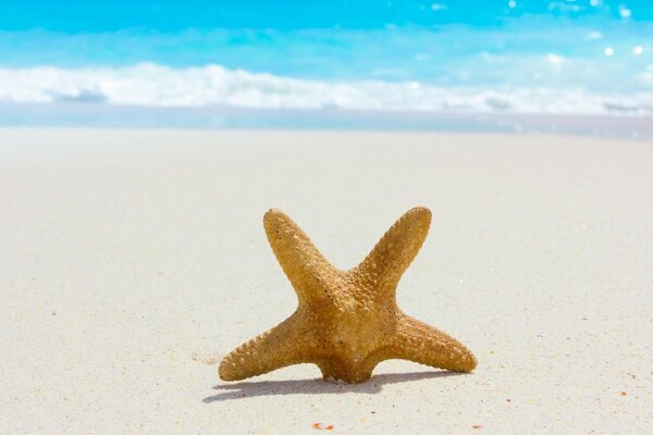 Estrella de mar en la arena junto al mar