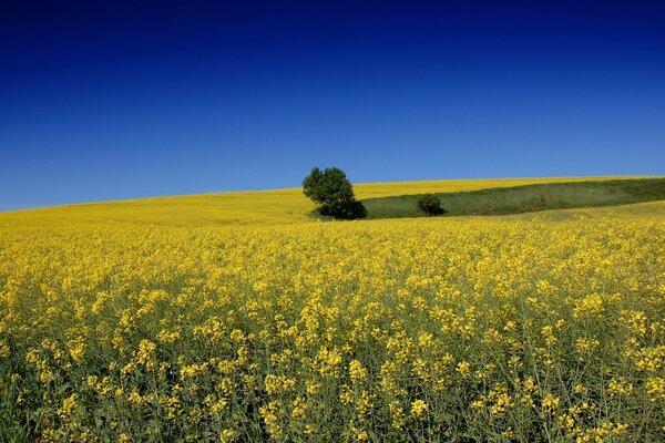 Beautiful field with yellow flowers