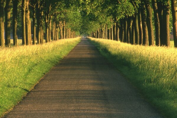 Strada estiva nel vicolo tra gli alberi