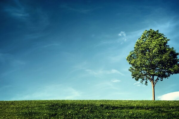 Un árbol solitario se encuentra en un campo verde