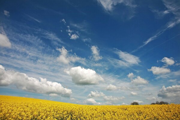 Champ avec des fleurs jaunes. Ciel bleu