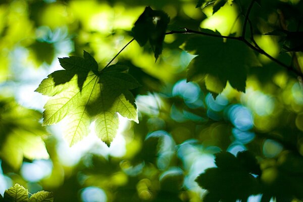 La foglia al sole si adattava semplicemente deliziosamente